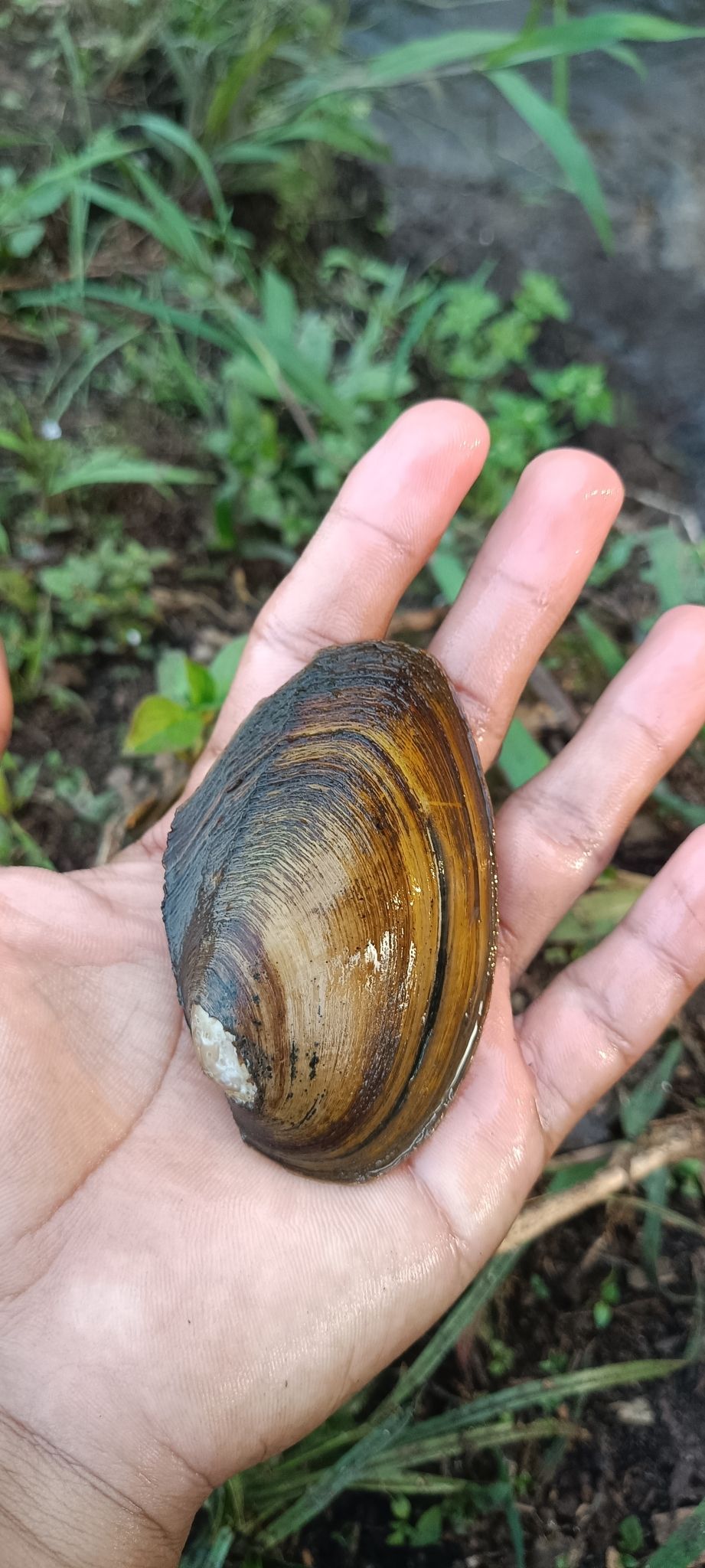 gbif image for Pseudodon vondembuschianus