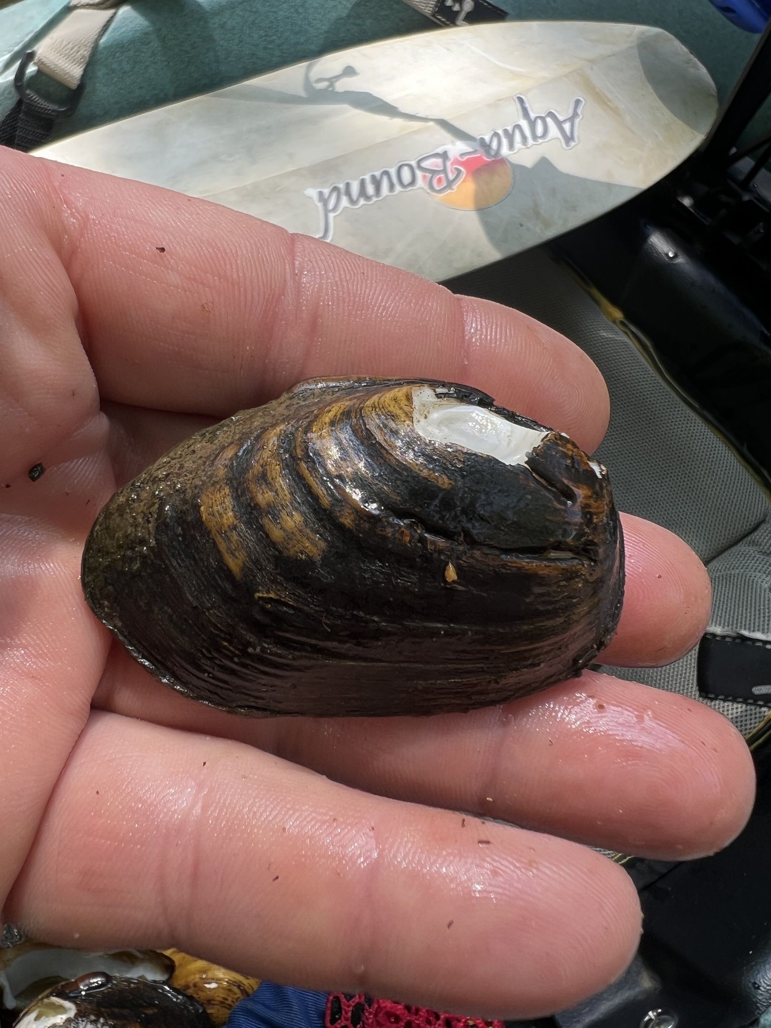 gbif image for Pleurobema chattanoogaense