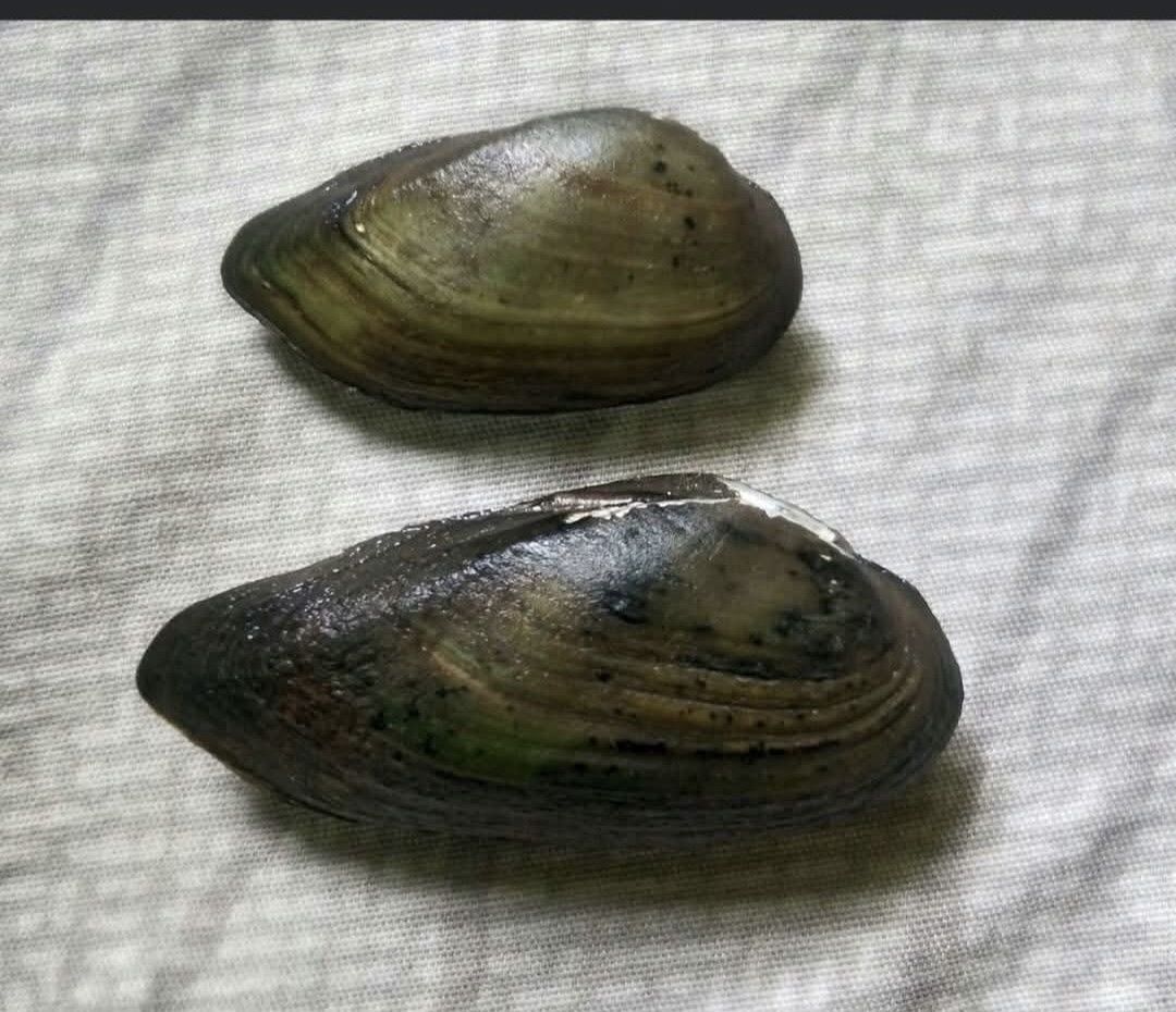 gbif image for Oxynaia pugio