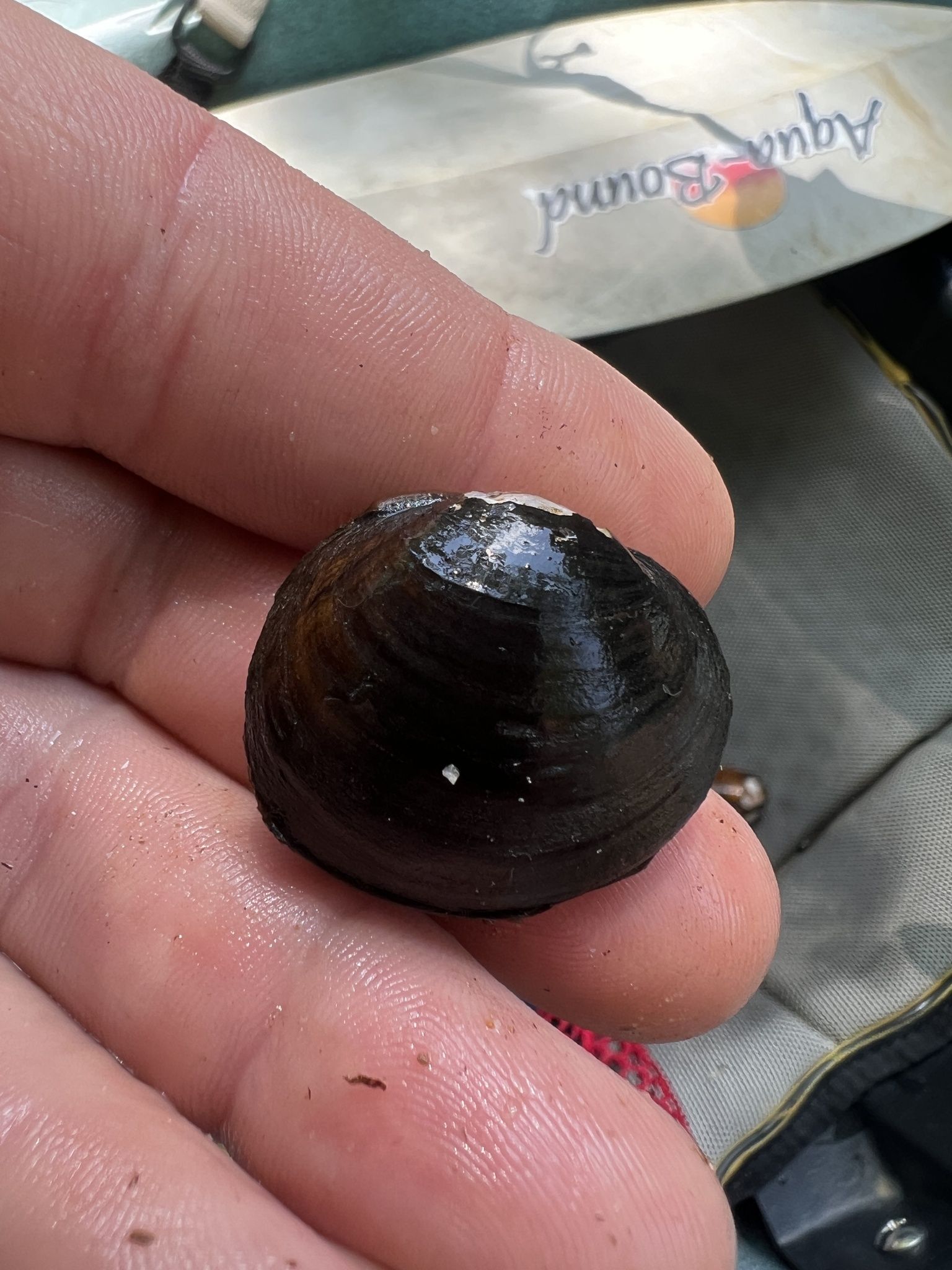 gbif image for Obovaria unicolor