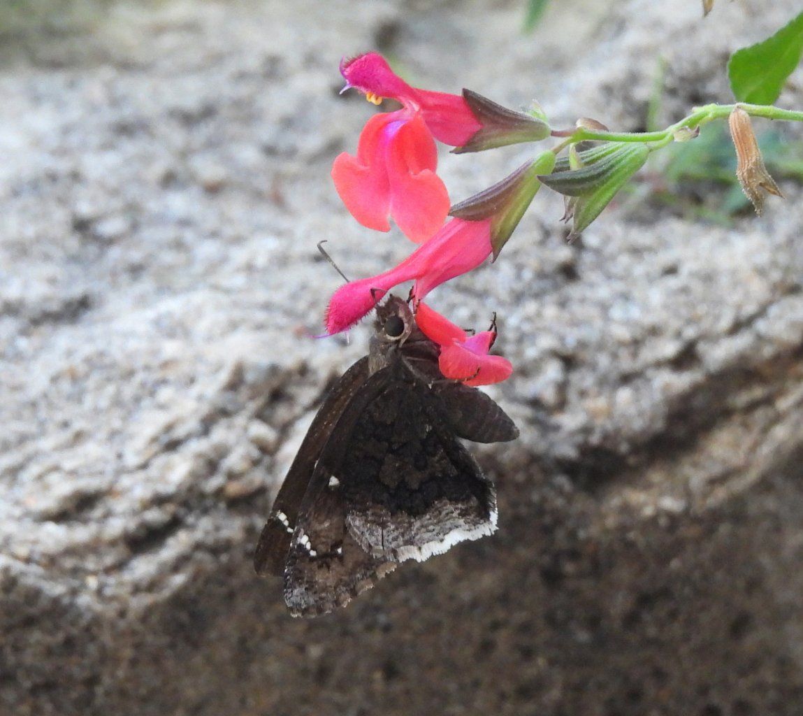 gbif image for Achalarus casica