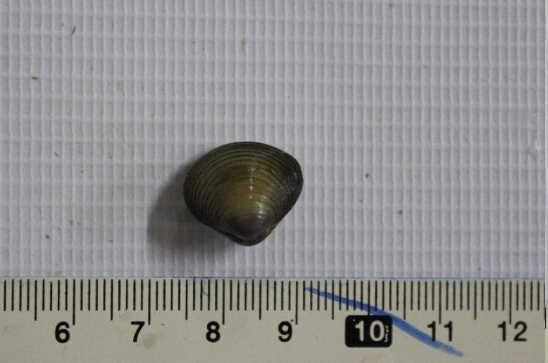 gbif image for Corbicula leana