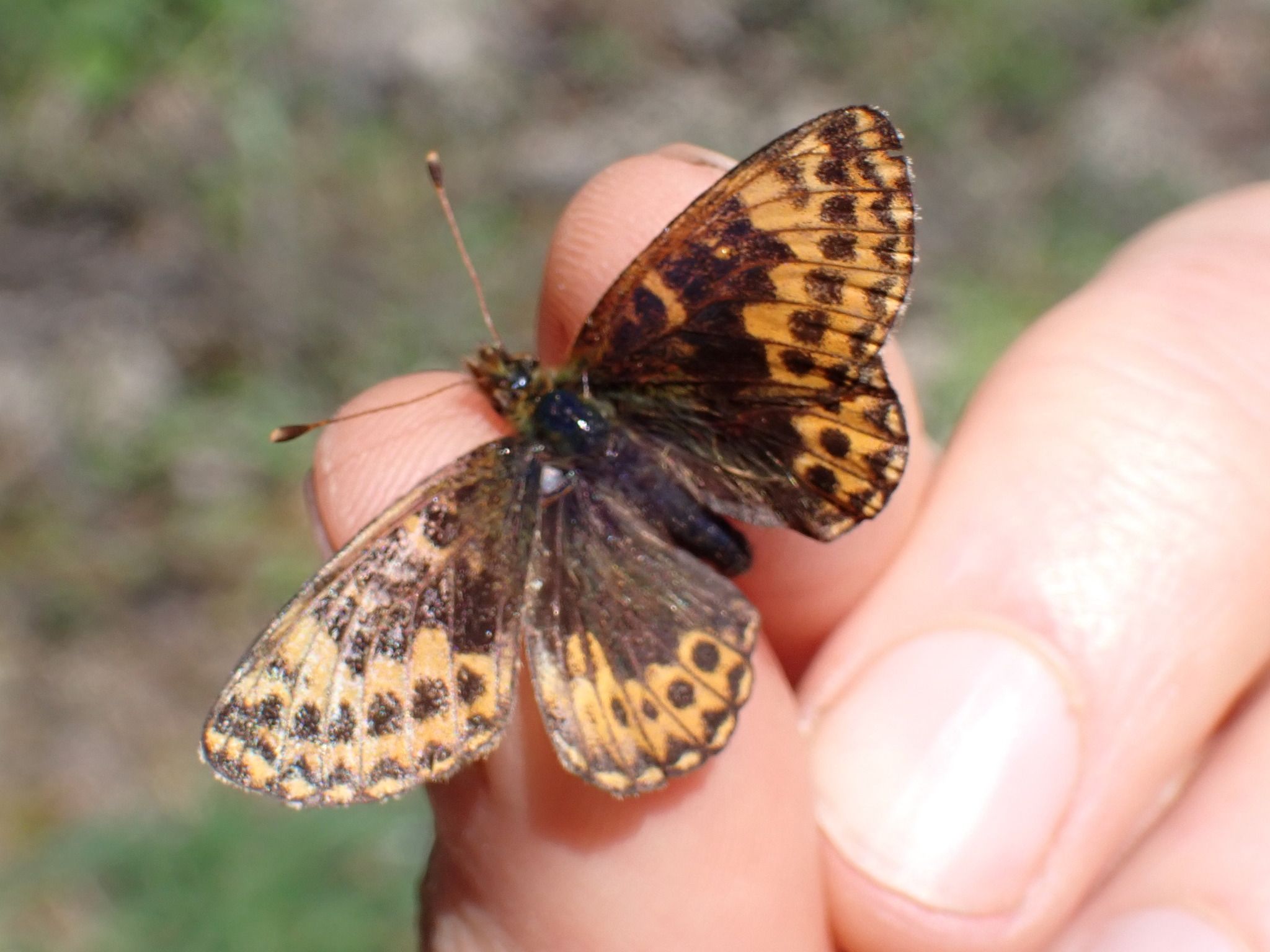 gbif image for Boloria chariclea