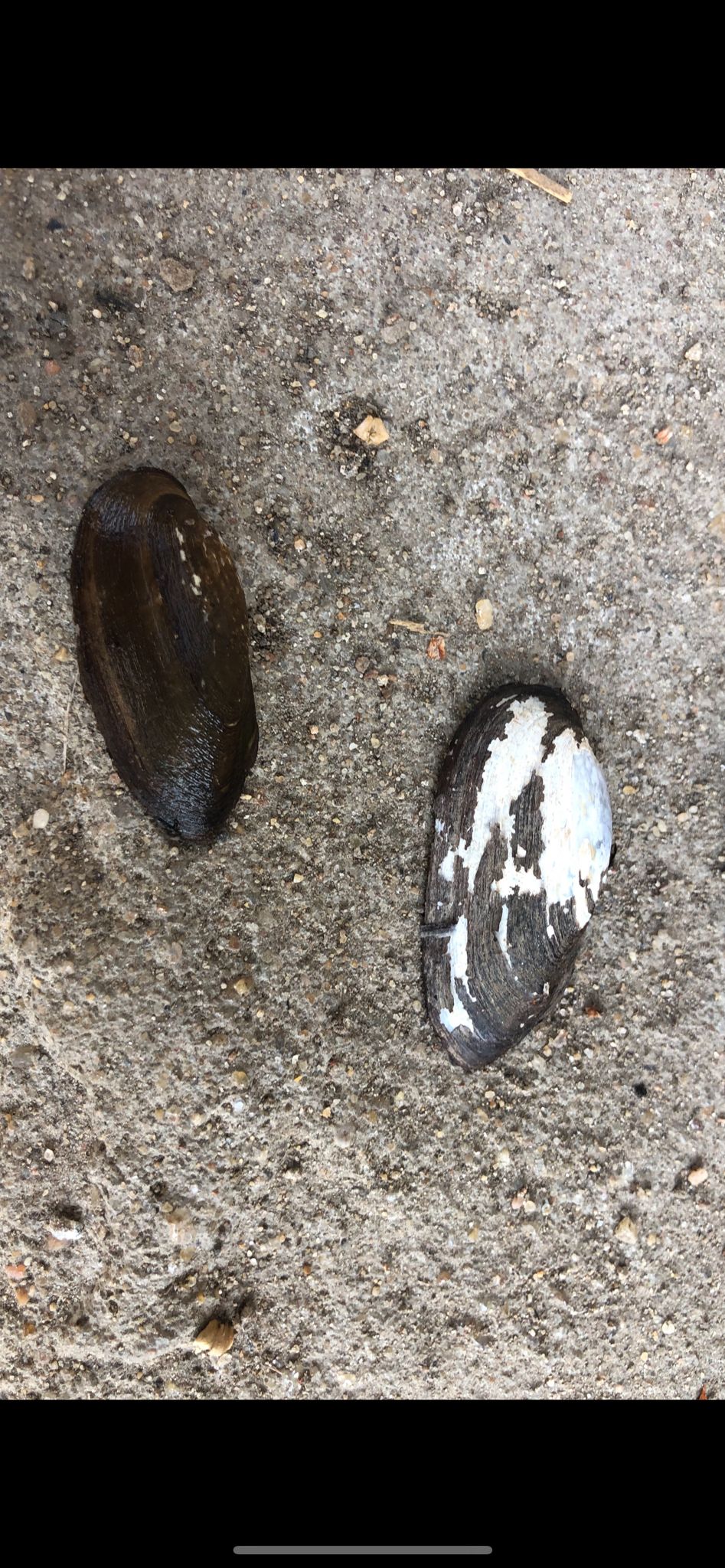 gbif image for Nitia teretiuscula