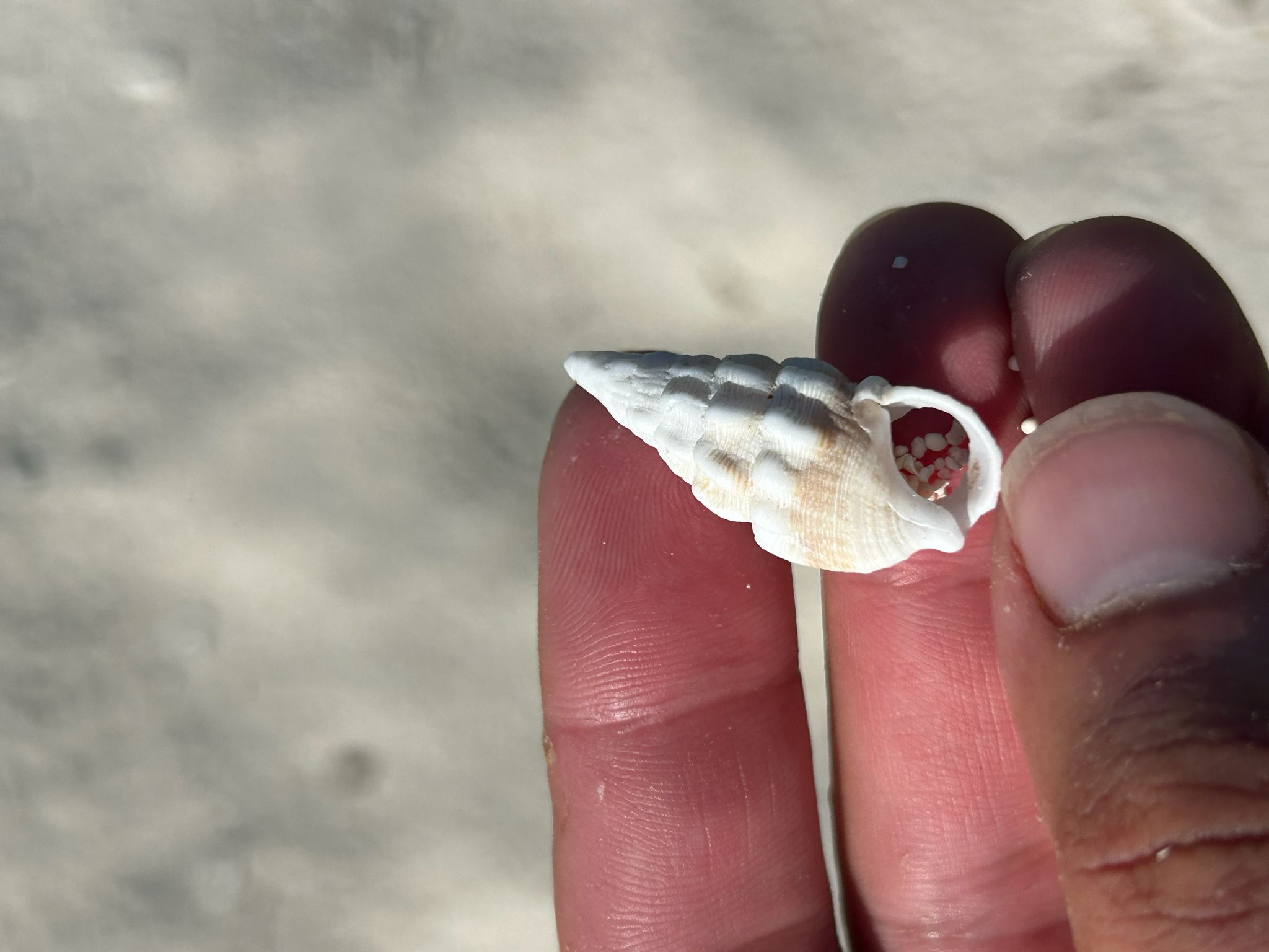 gbif image for Cerithium guinaicum