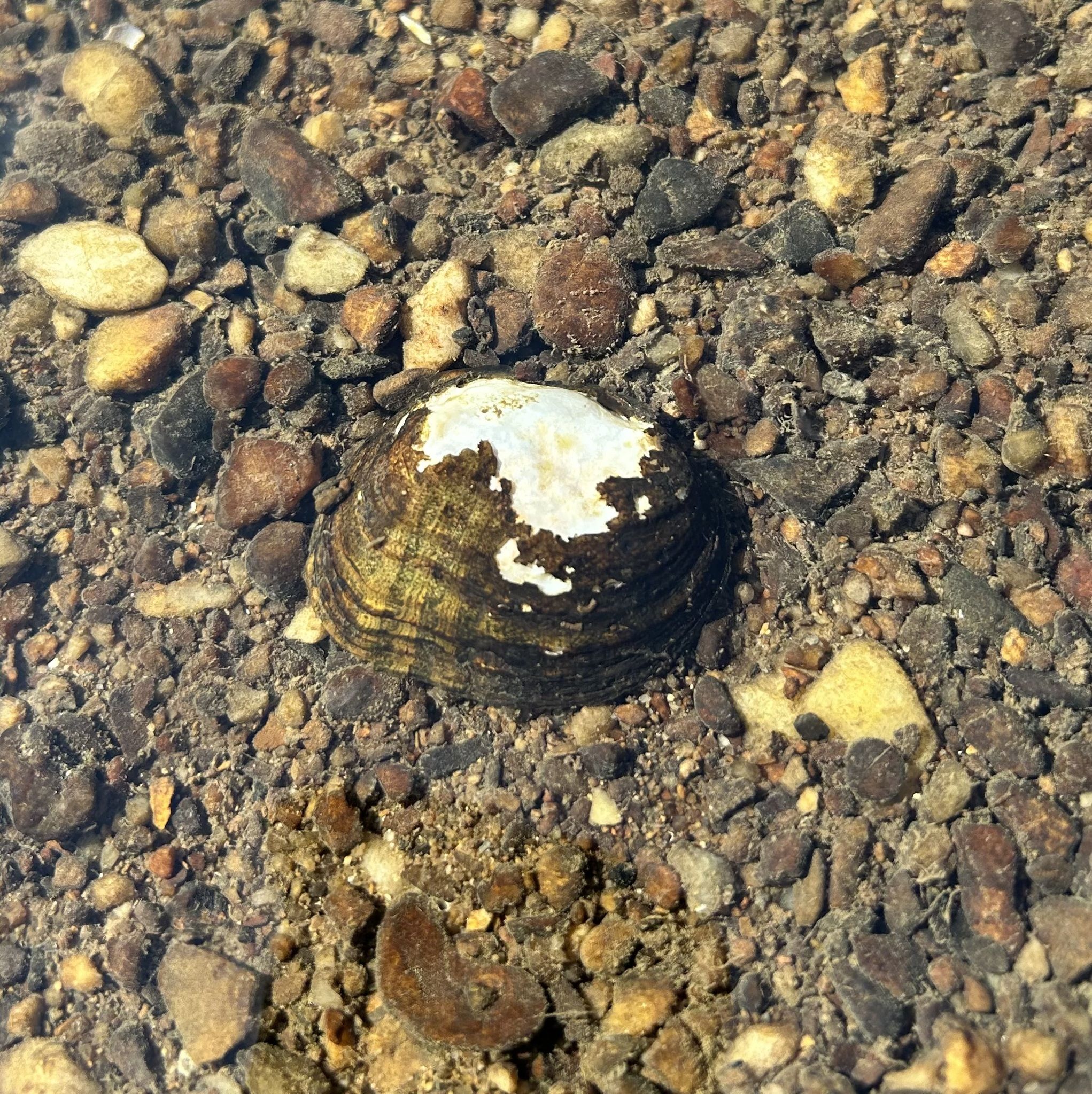 gbif image for Cyprogenia aberti