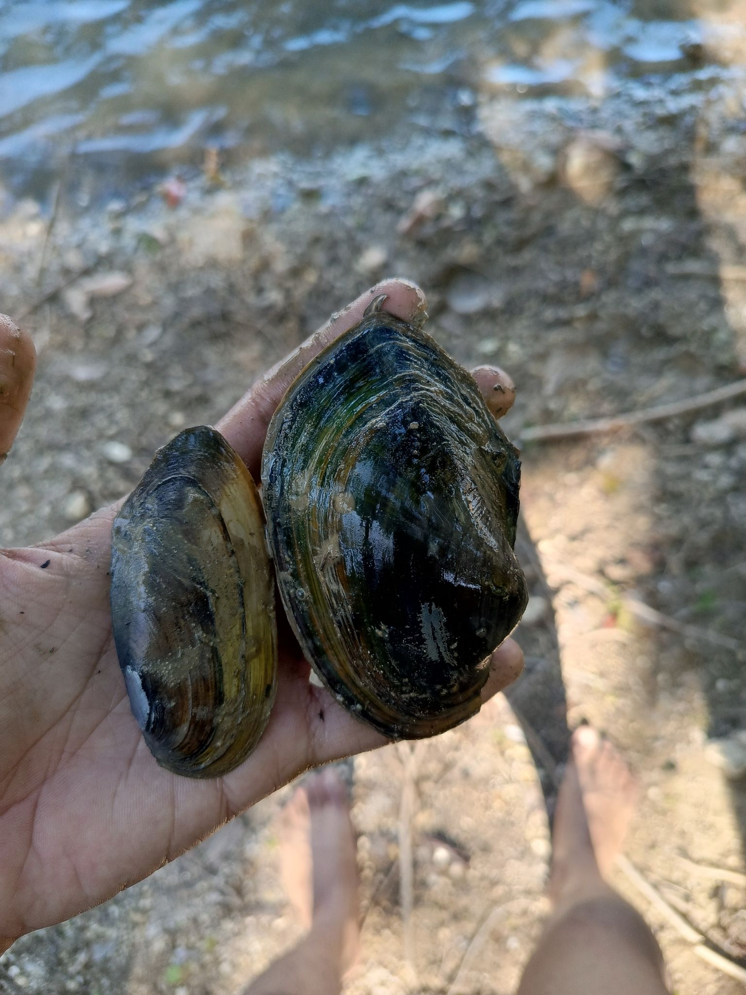 gbif image for Pilsbryoconcha exilis