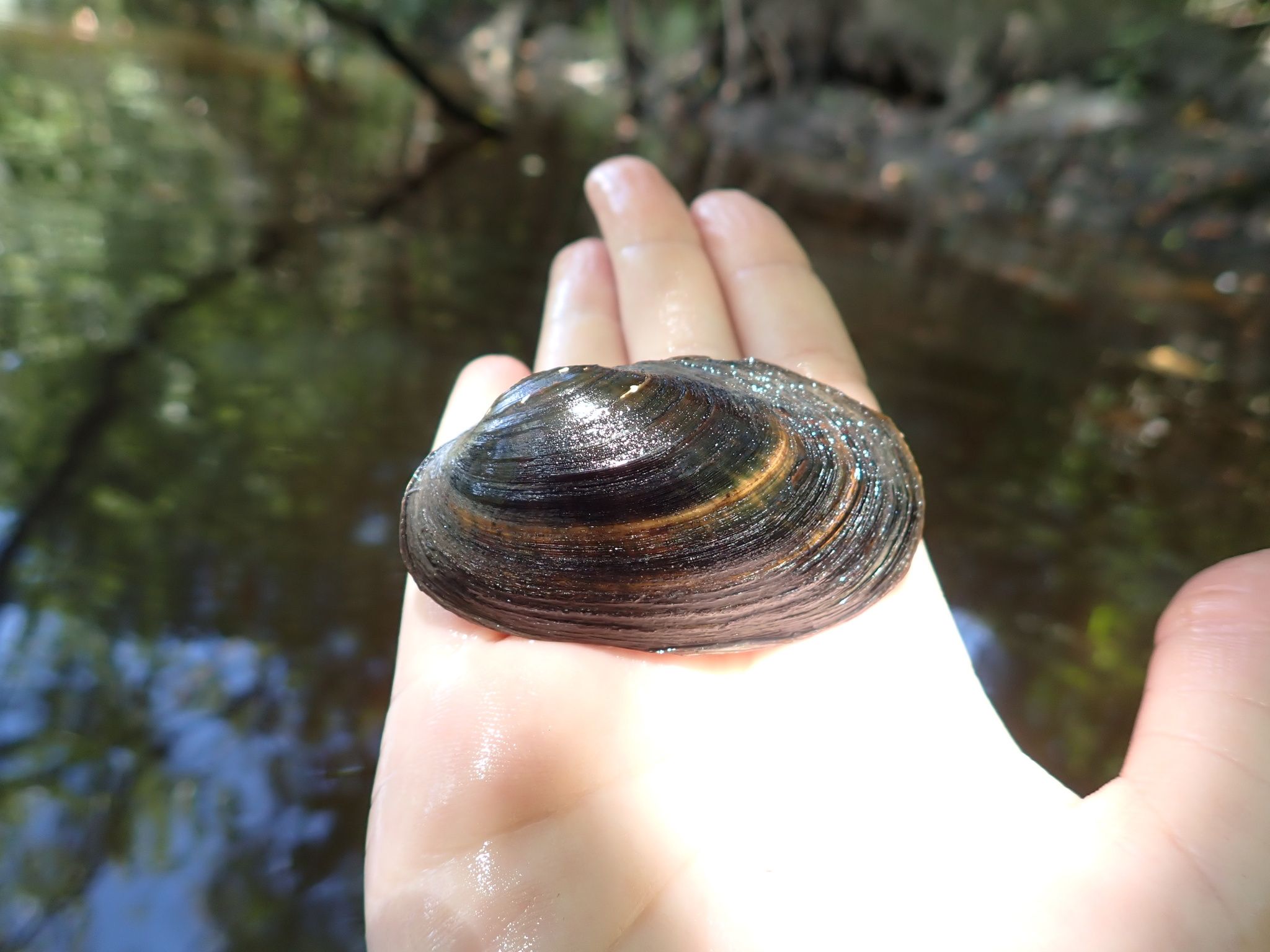 gbif image for Villosa villosa