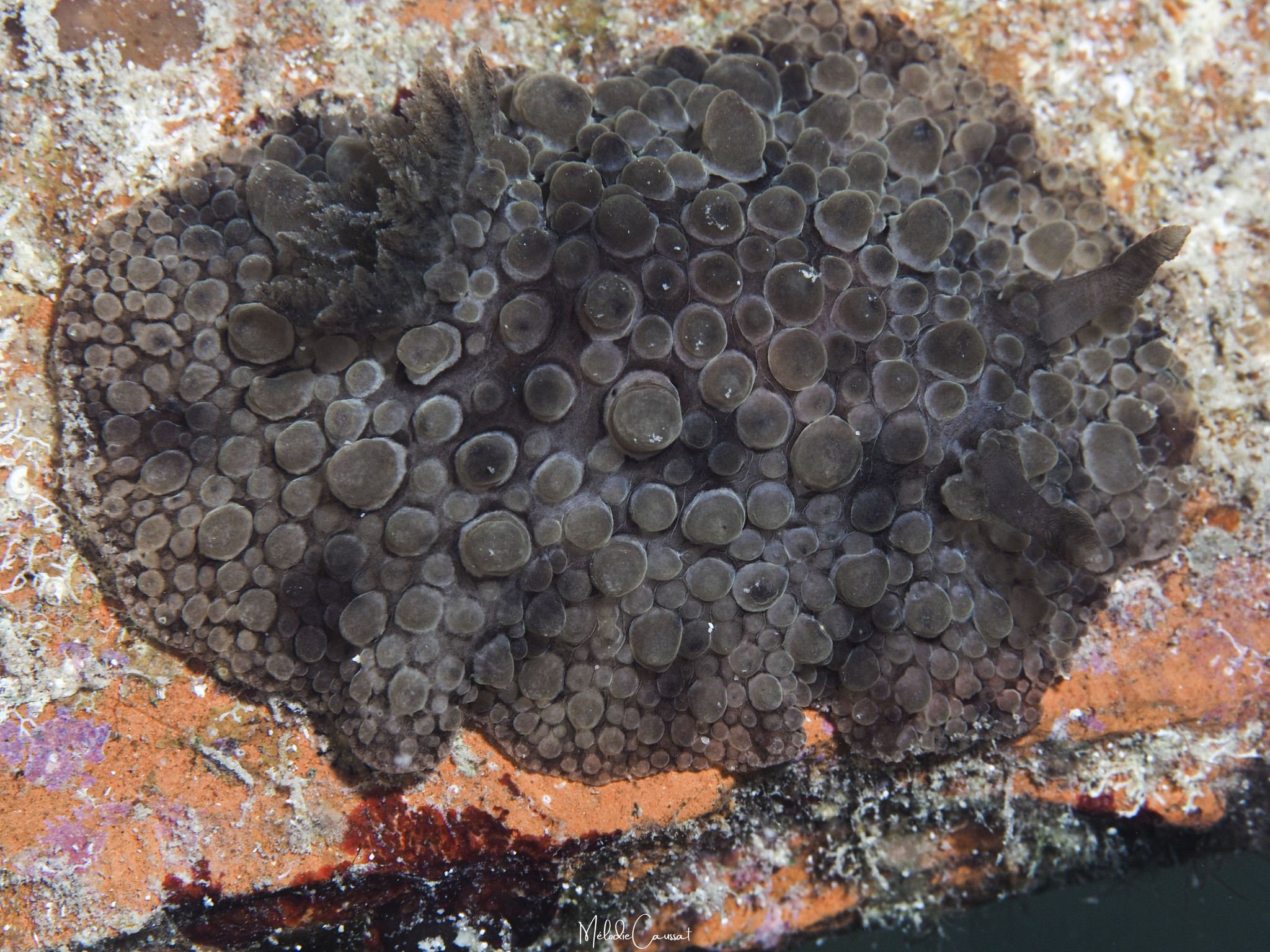 gbif image for Dendrodoris warta