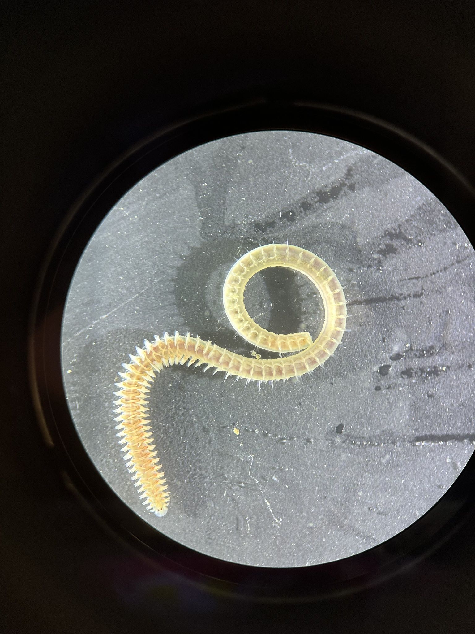 gbif image for Laonice cirrata