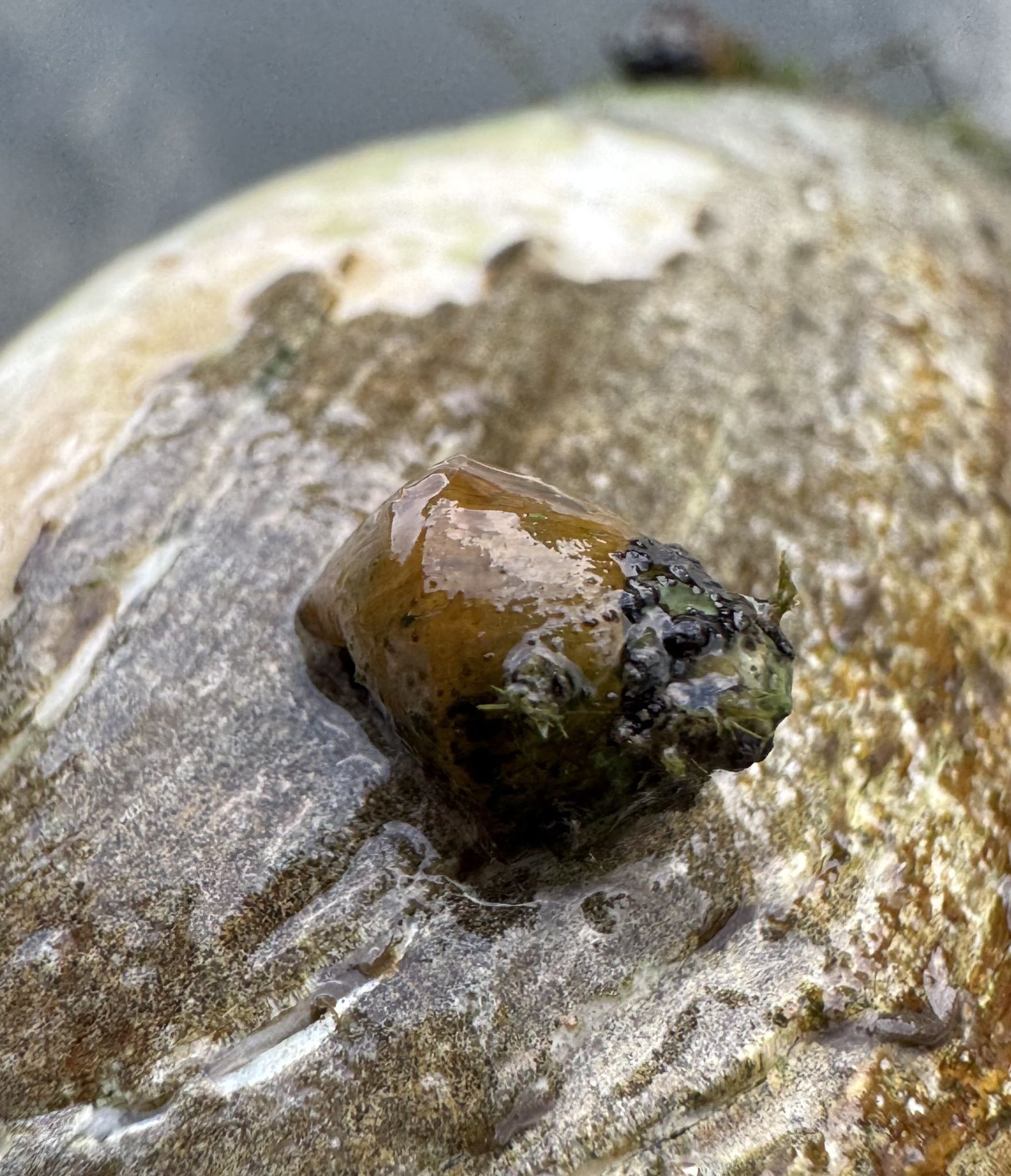 gbif image for Lithasia duttoniana