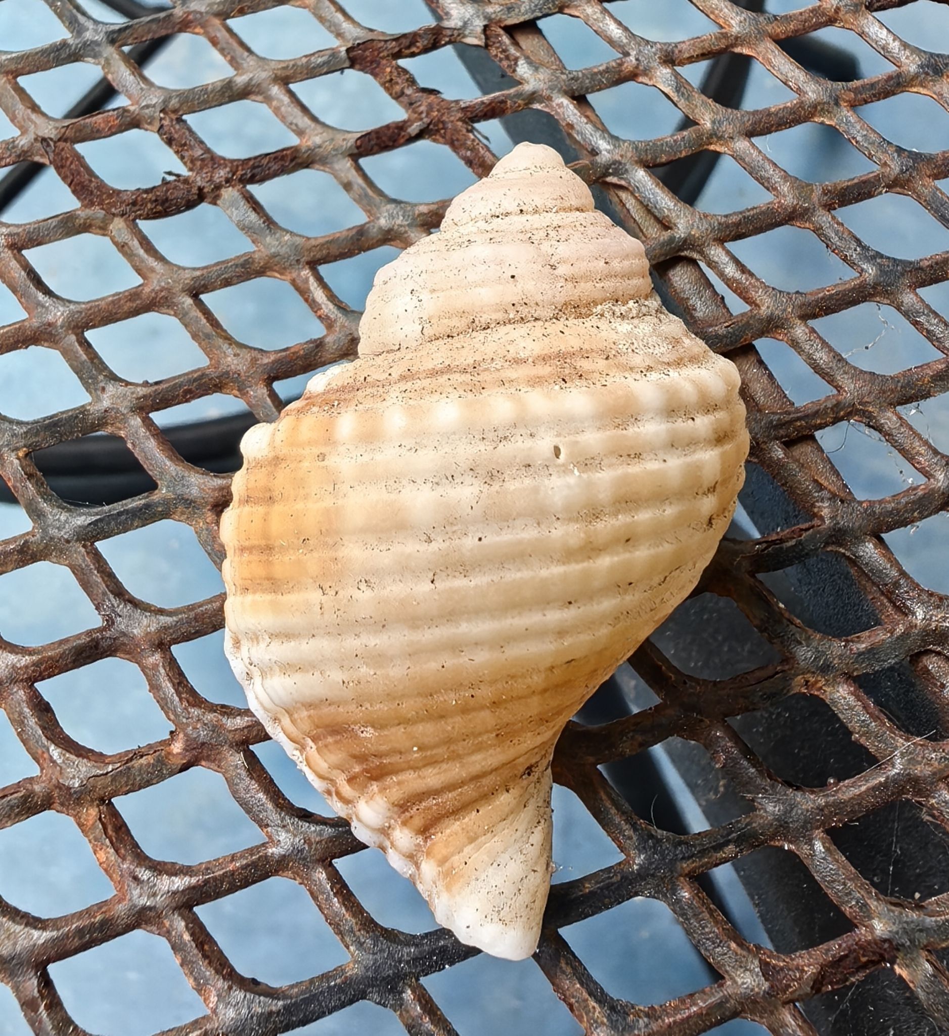 gbif image for Cymatium cingulatum