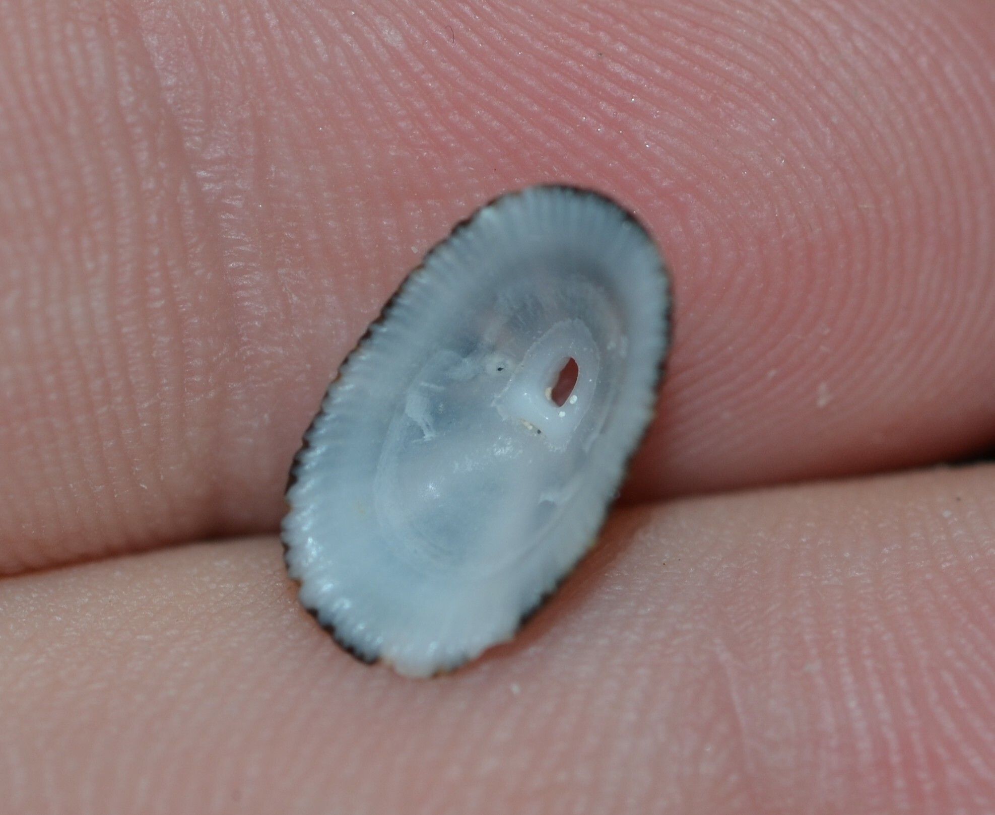 gbif image for Diodora dysoni