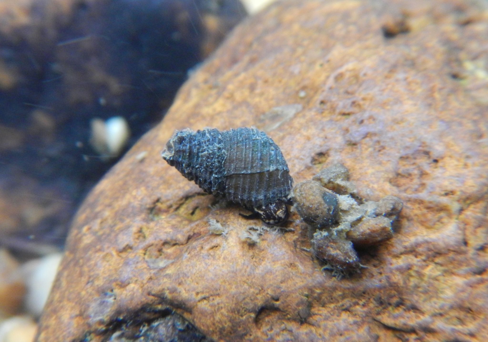 gbif image for Elimia crenatella