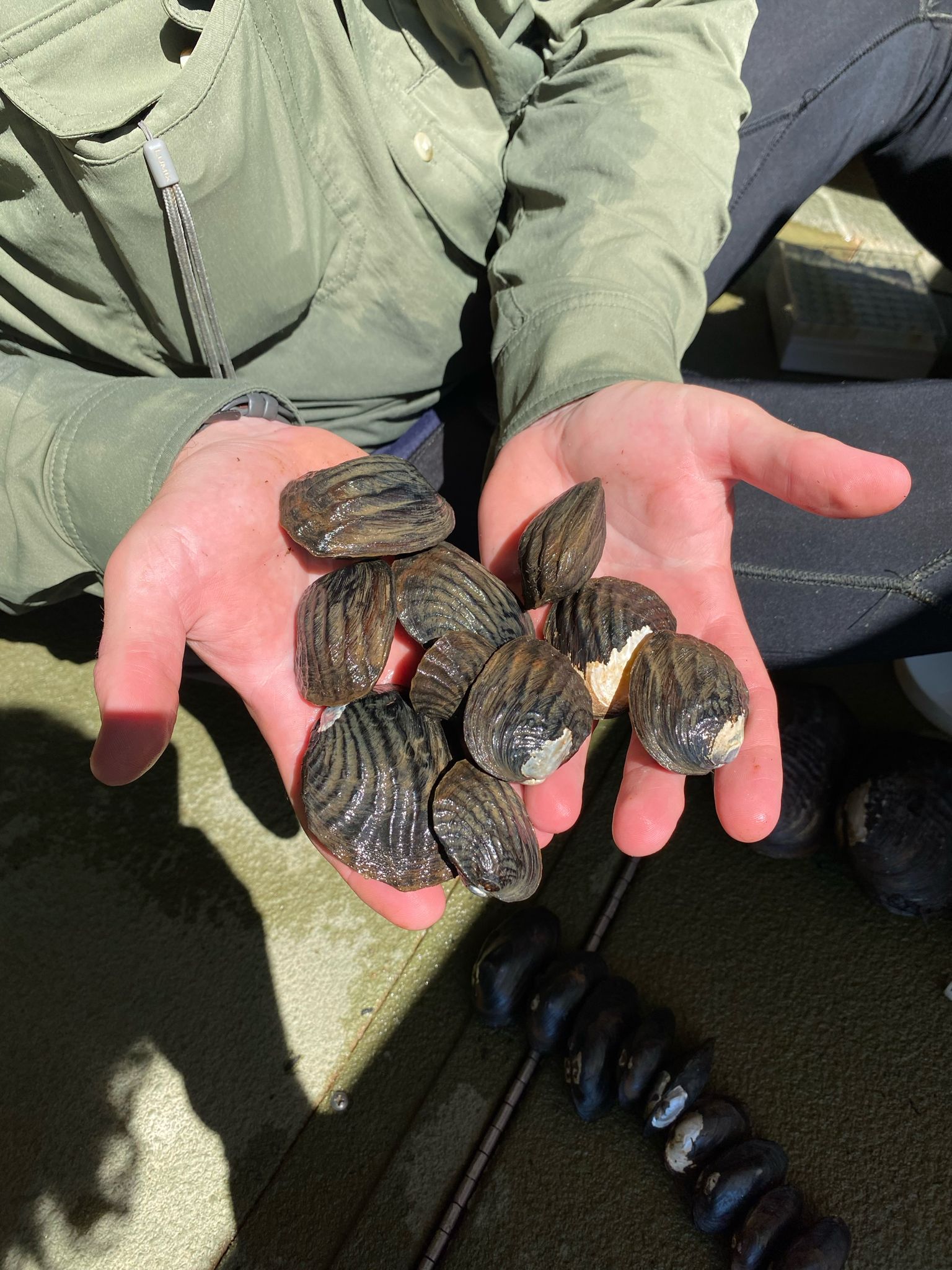 gbif image for Amblema neislerii