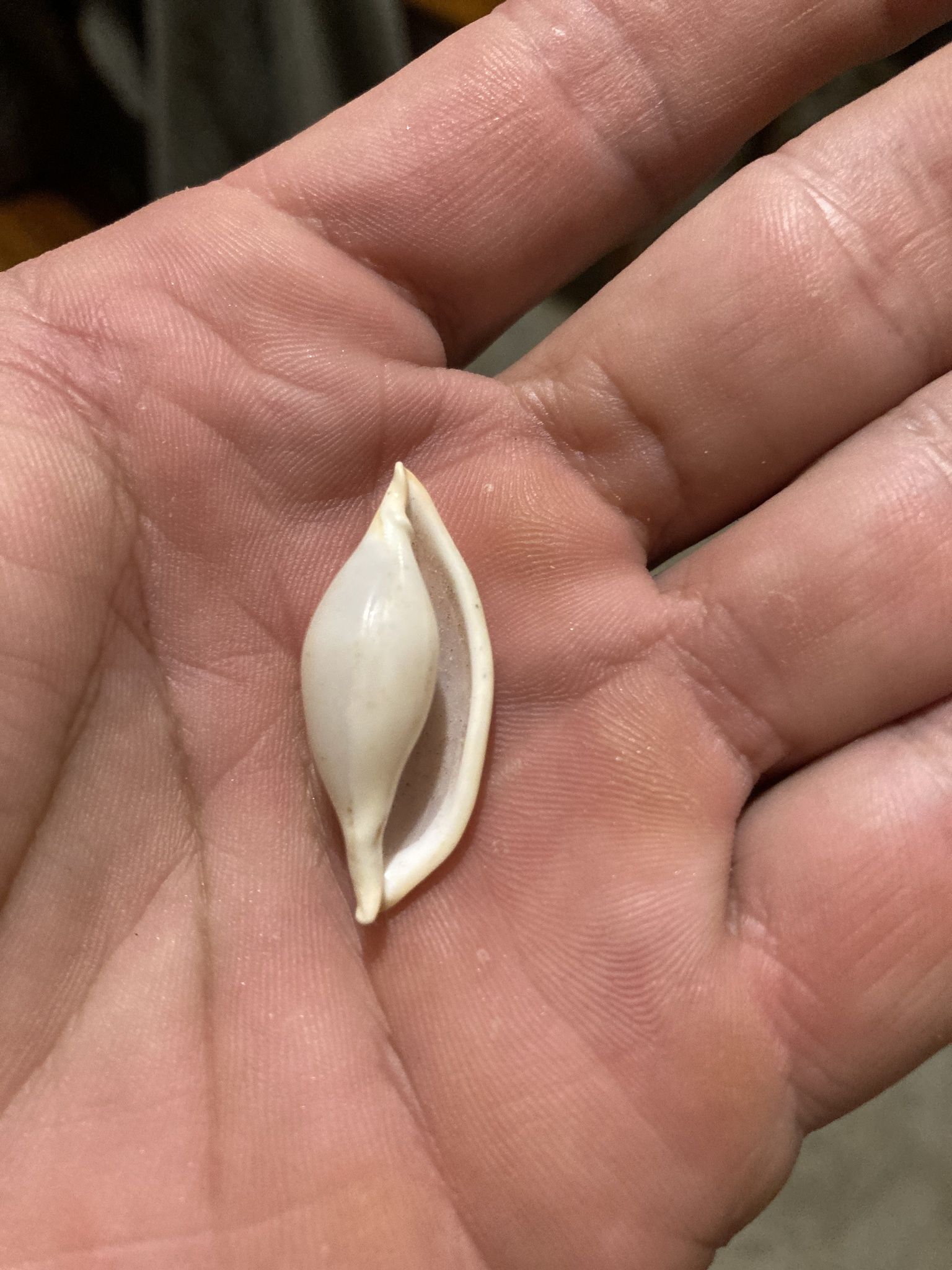 gbif image for Cyphoma intermedium