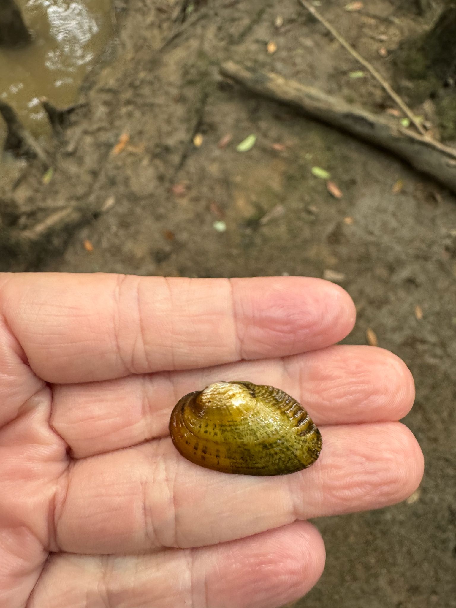 gbif image for Medionidus penicillatus