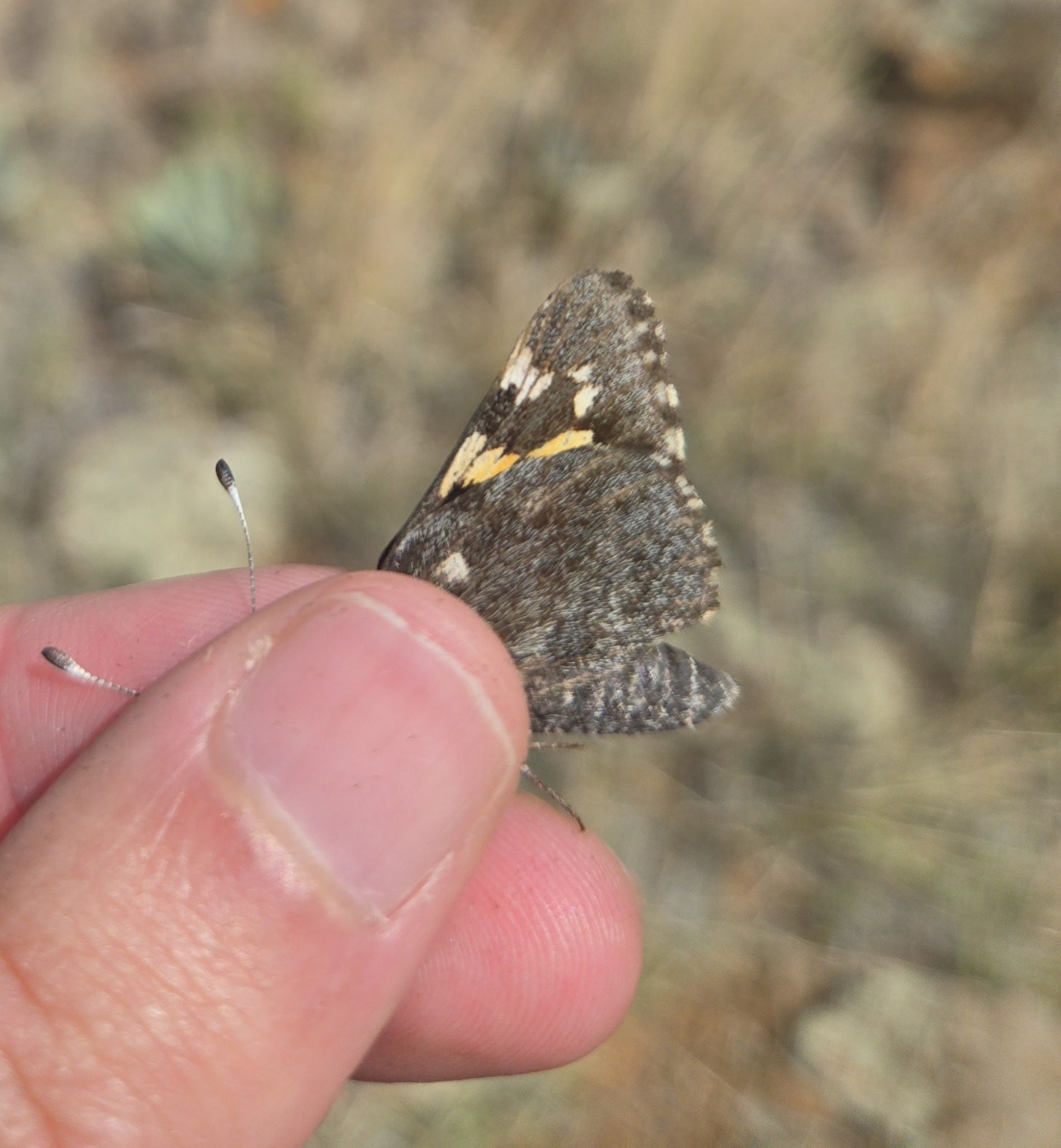 gbif image for Agathymus neumoegeni neumoegeni