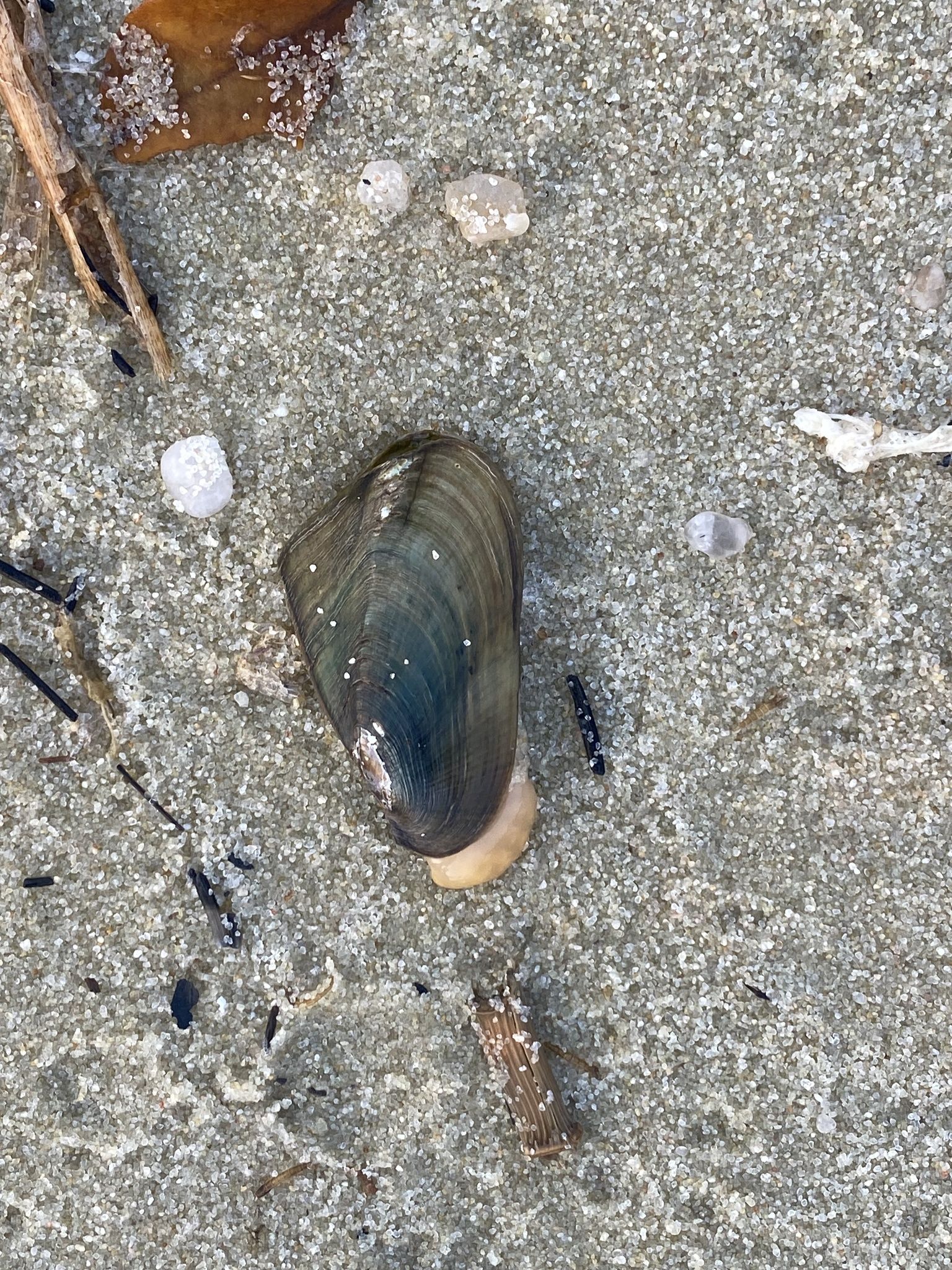 gbif image for Mutela hargeri