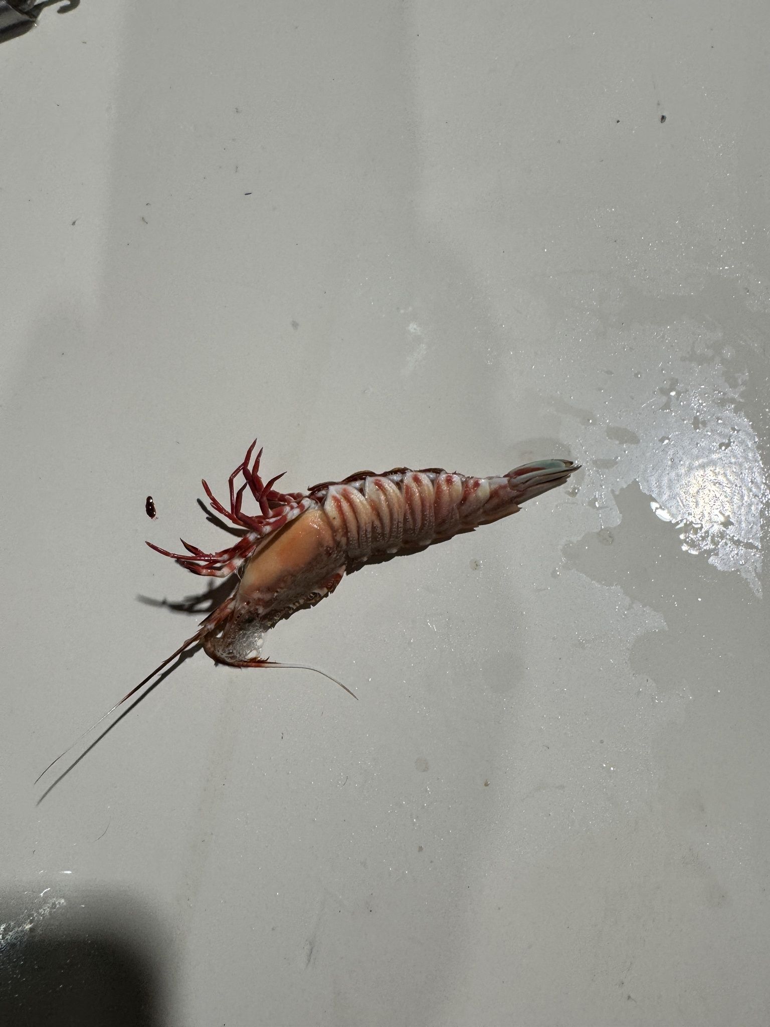 gbif image for Sicyonia brevirostris