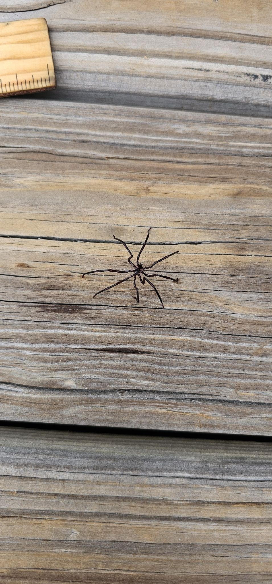 gbif image for Anoplodactylus lentus