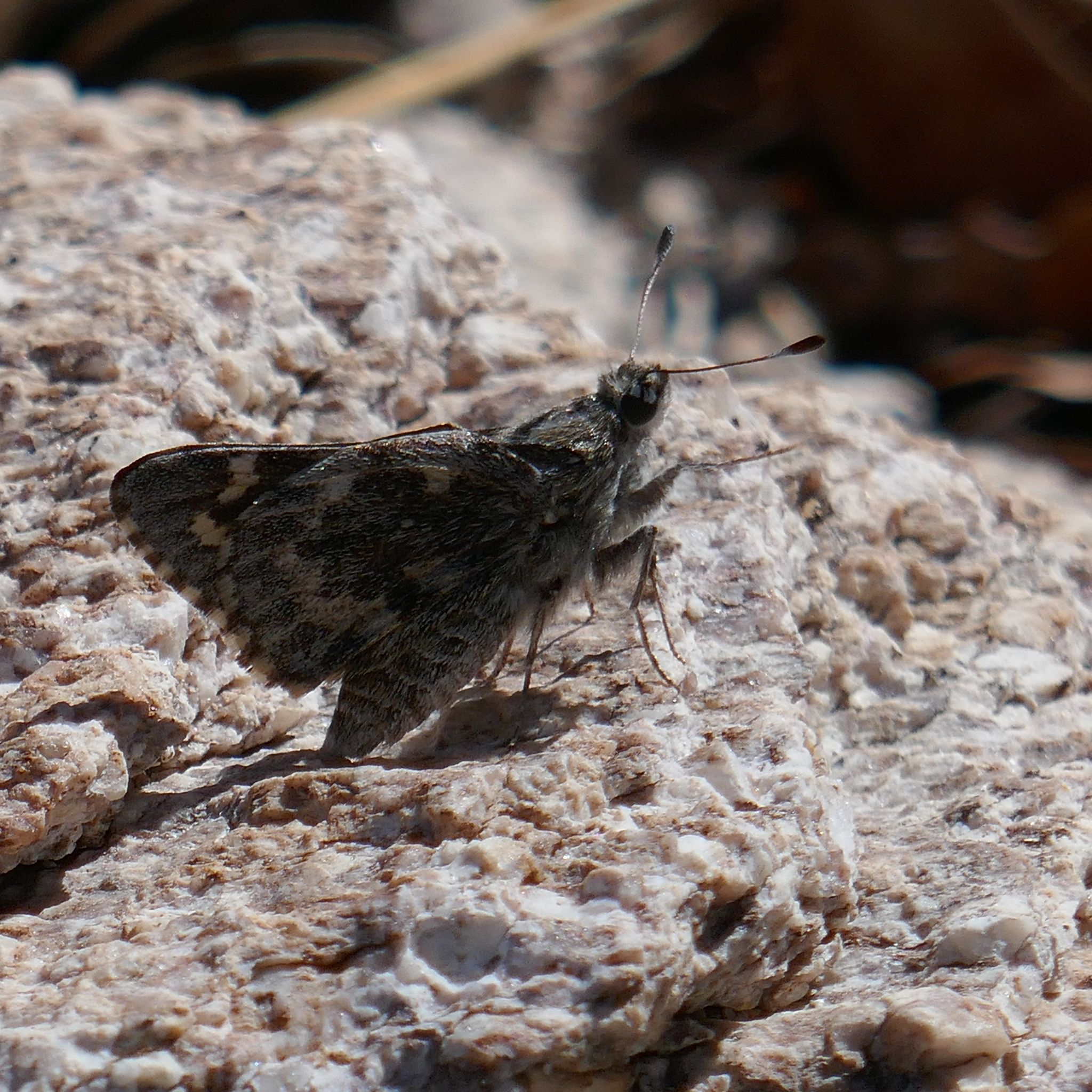 gbif image for Agathymus polingi