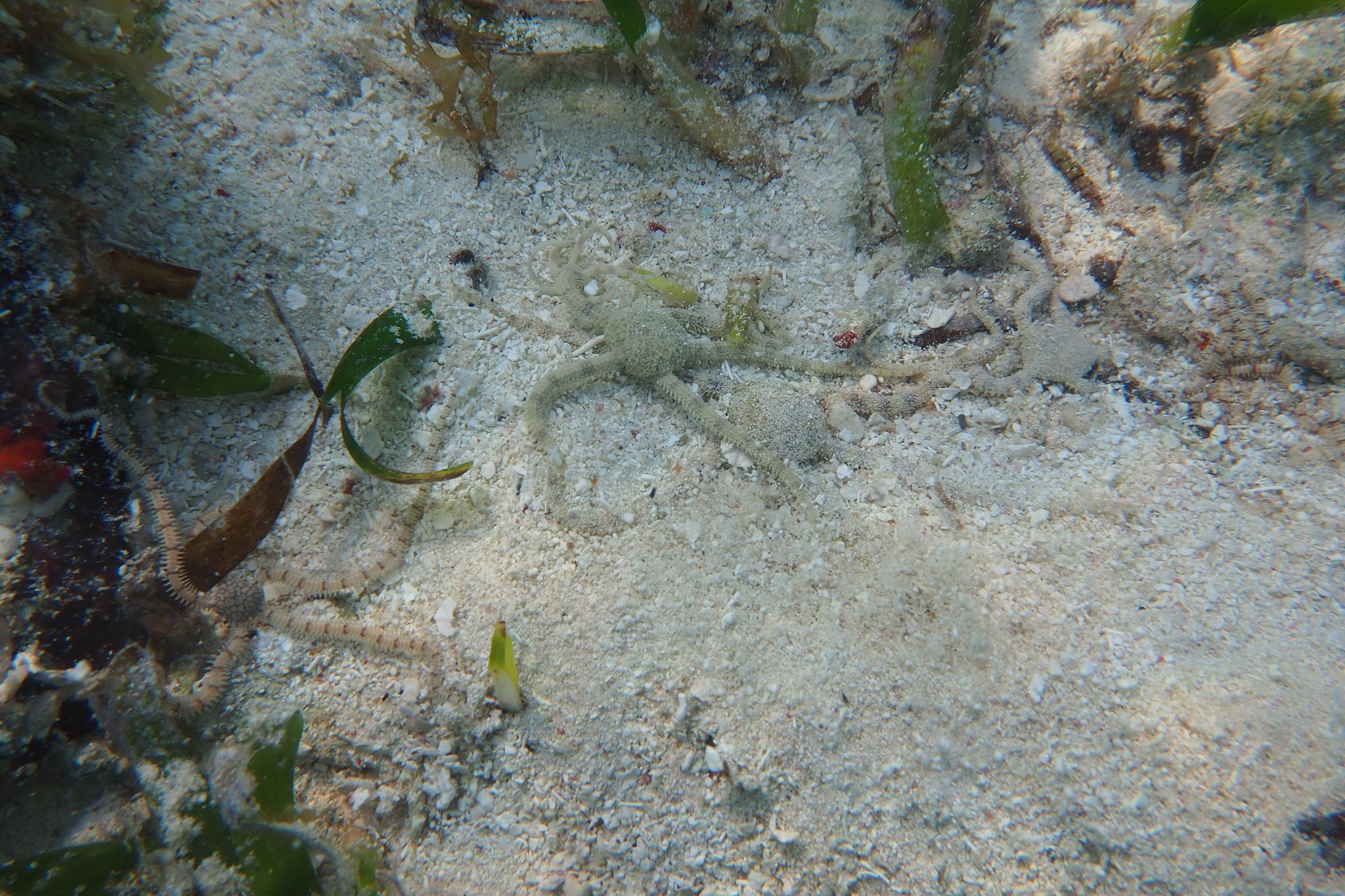 gbif image for Ophiolepis impressa