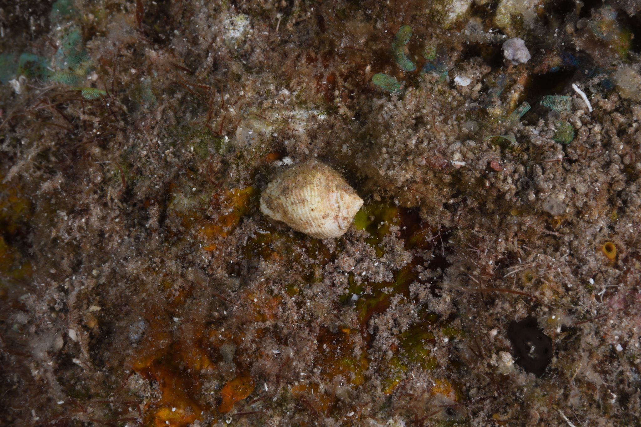 gbif image for Coralliophila abbreviata