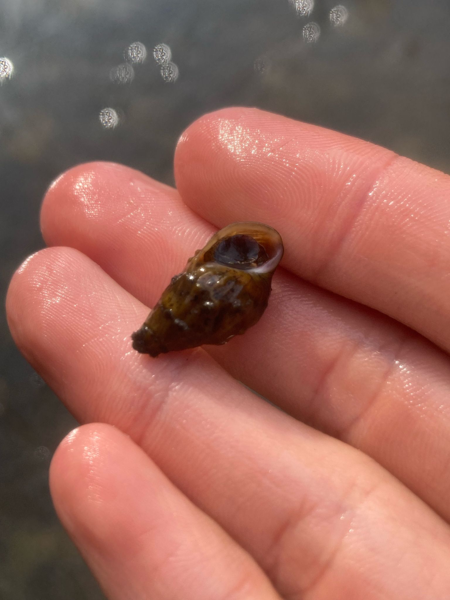 gbif image for Lithasia verrucosa