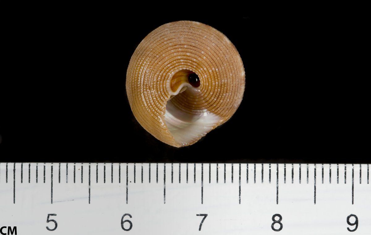 gbif image for Calliostoma barbouri
