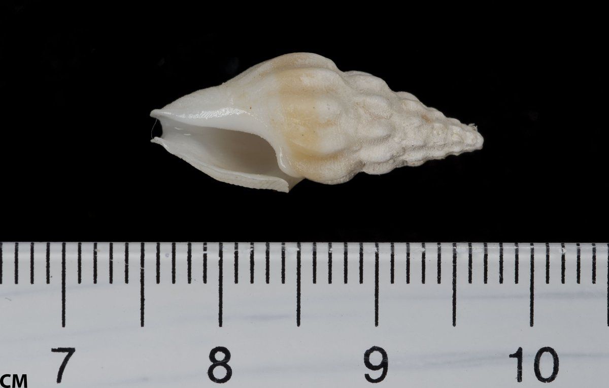 gbif image for Splendrillia janetae