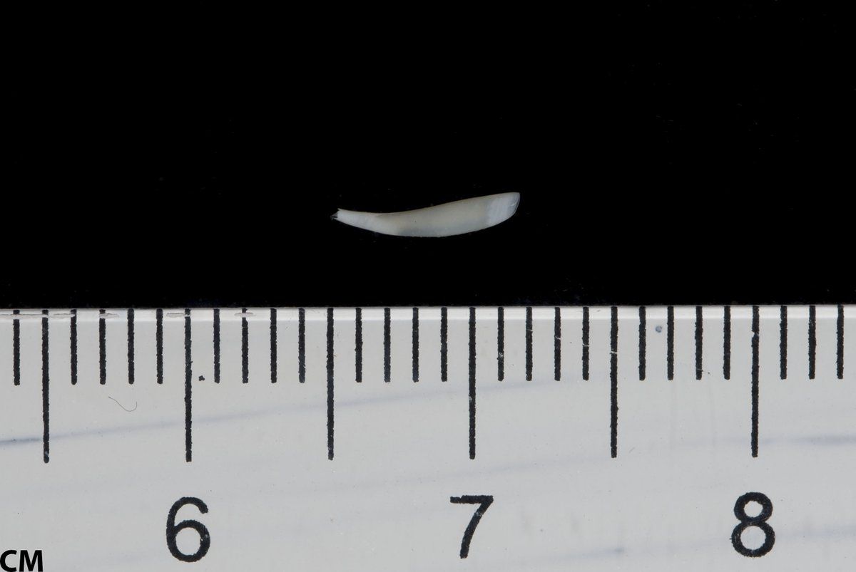 gbif image for Cadulus carolinensis