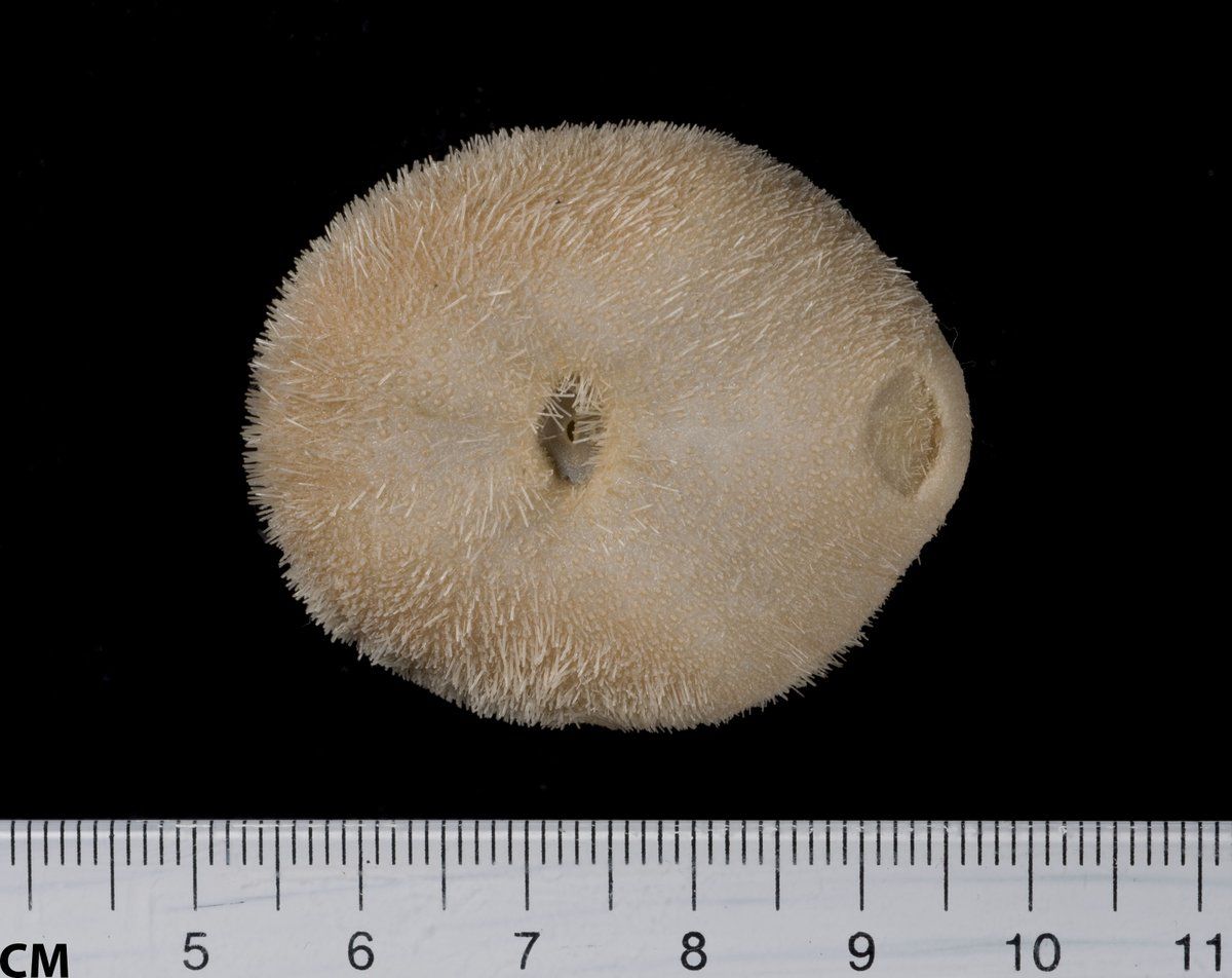 gbif image for Echinolampas depressa