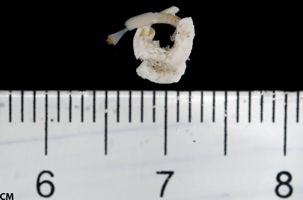 gbif image for Hydroides protulicola