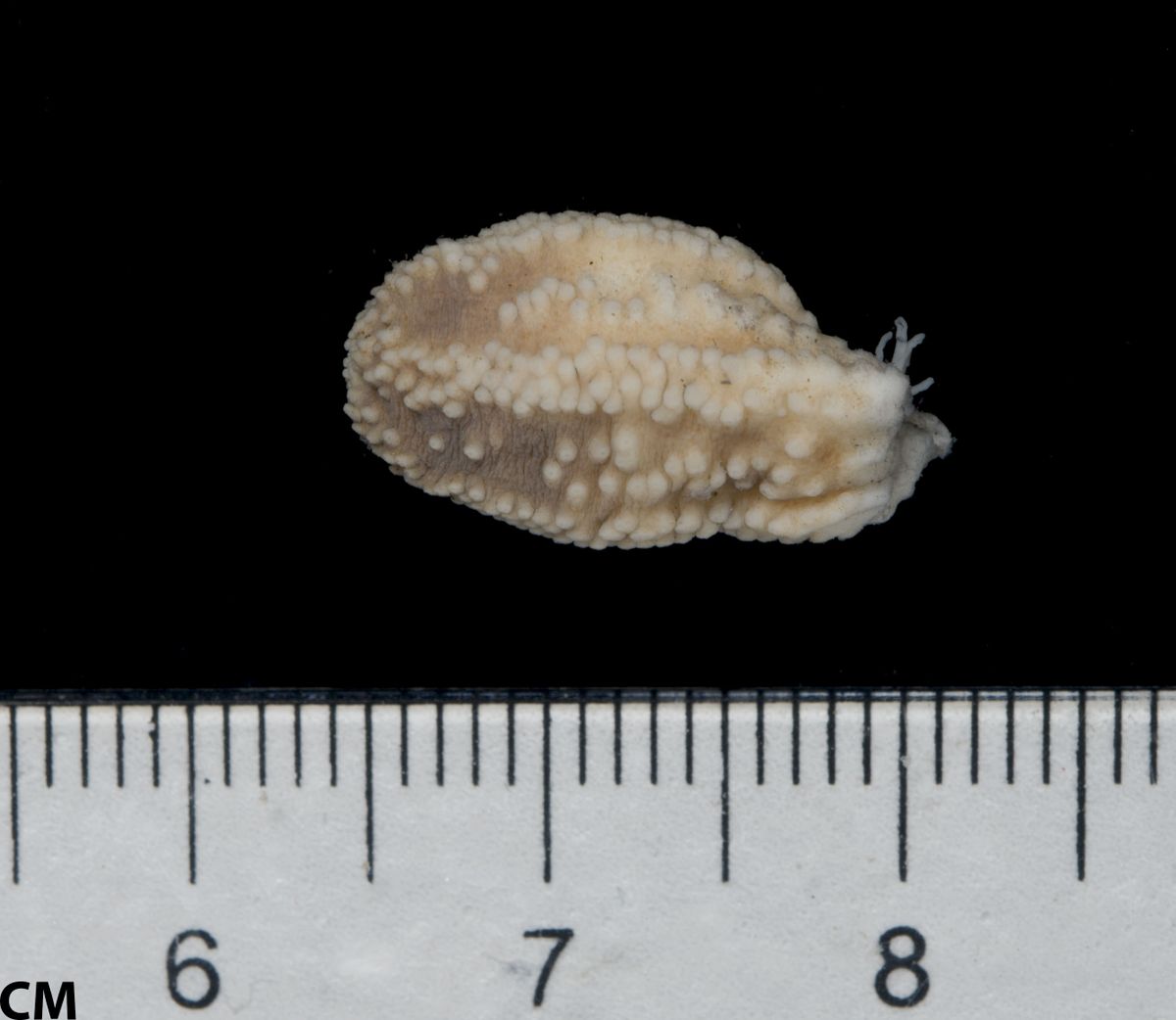 gbif image for Ocnus pygmaeus