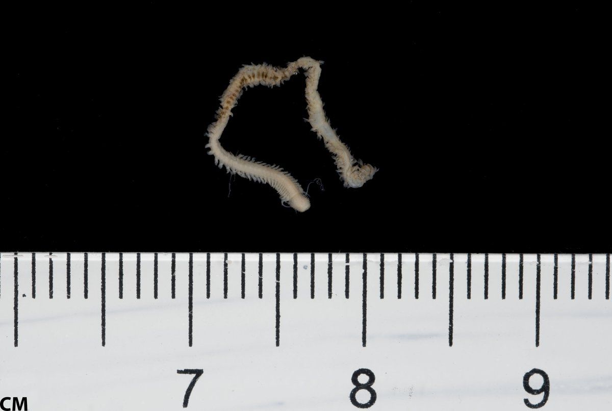 gbif image for Phyllodoce arenae