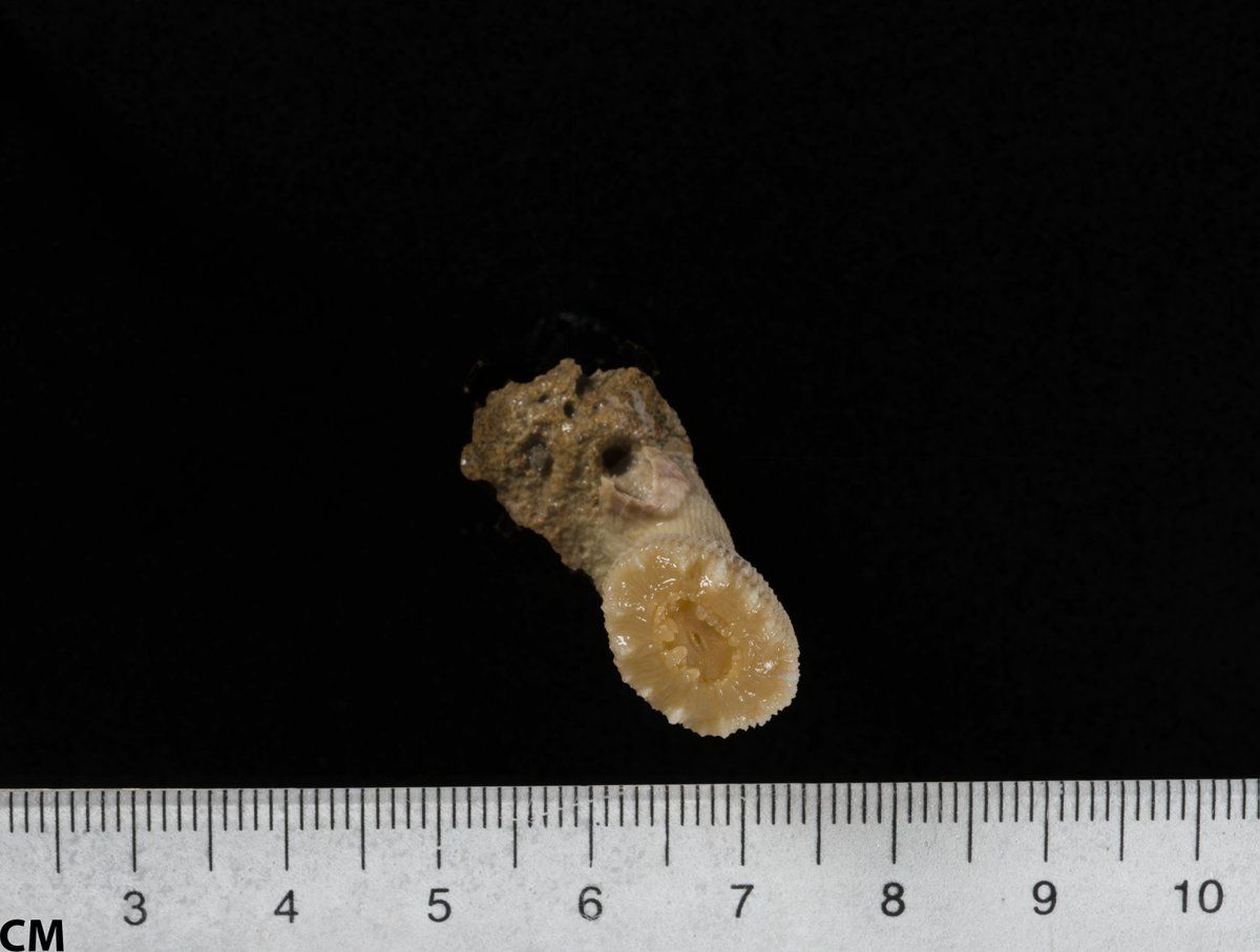 gbif image for Balanophyllia floridana