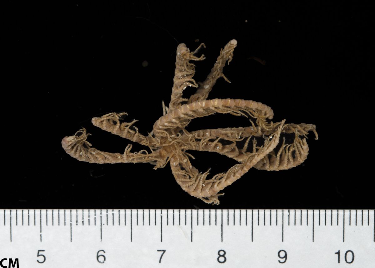 gbif image for Comactinia echinoptera