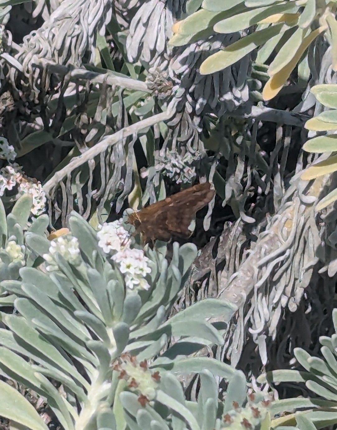 gbif image for Epargyreus zestos