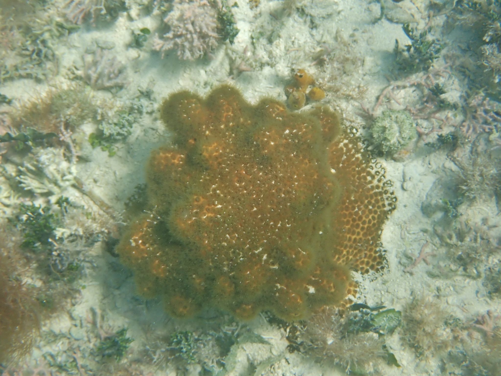 gbif image for Solenastrea hyades