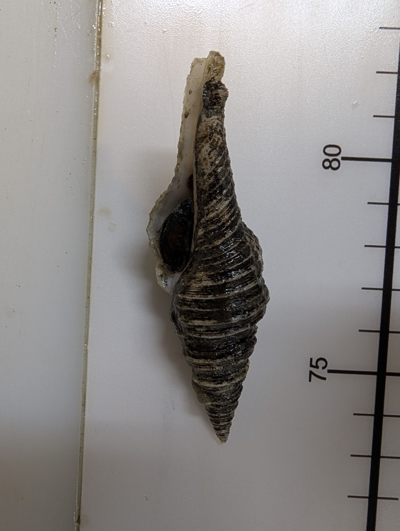 gbif image for Polystira albida