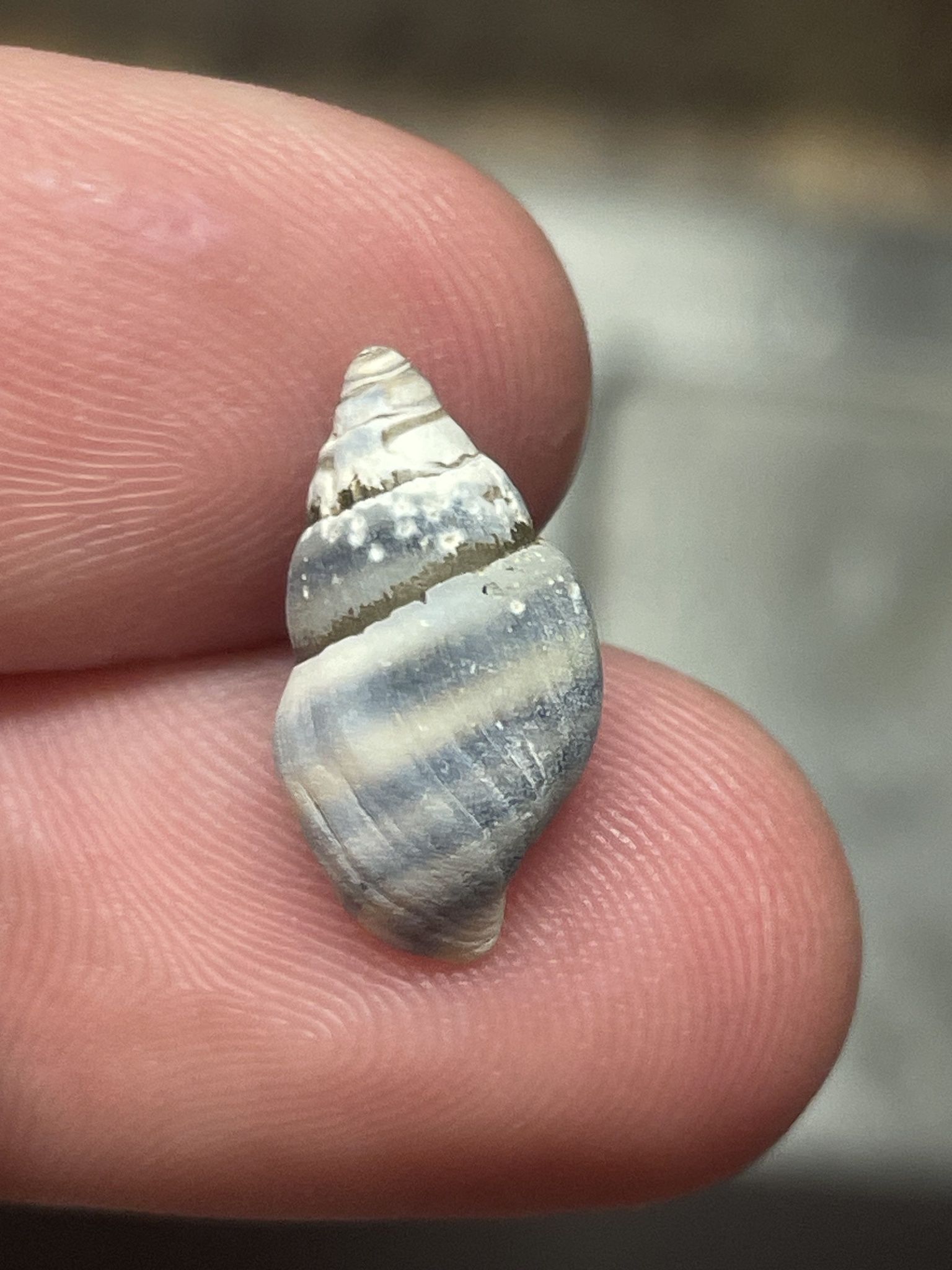 gbif image for Elimia ampla