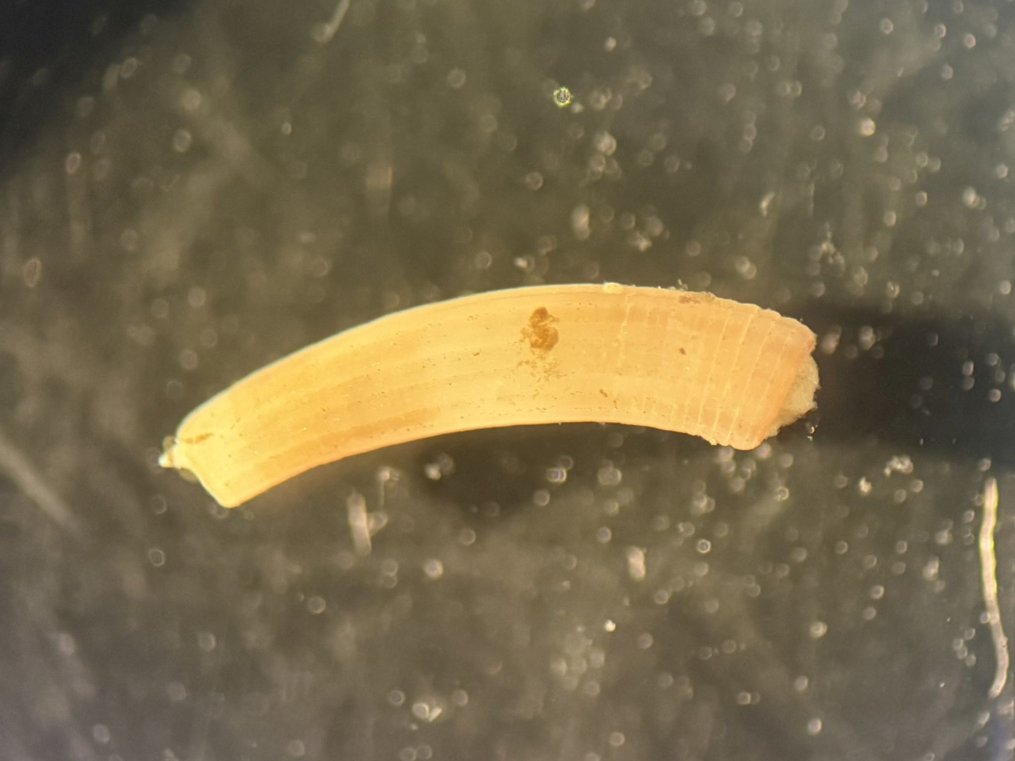 gbif image for Caecum cooperi