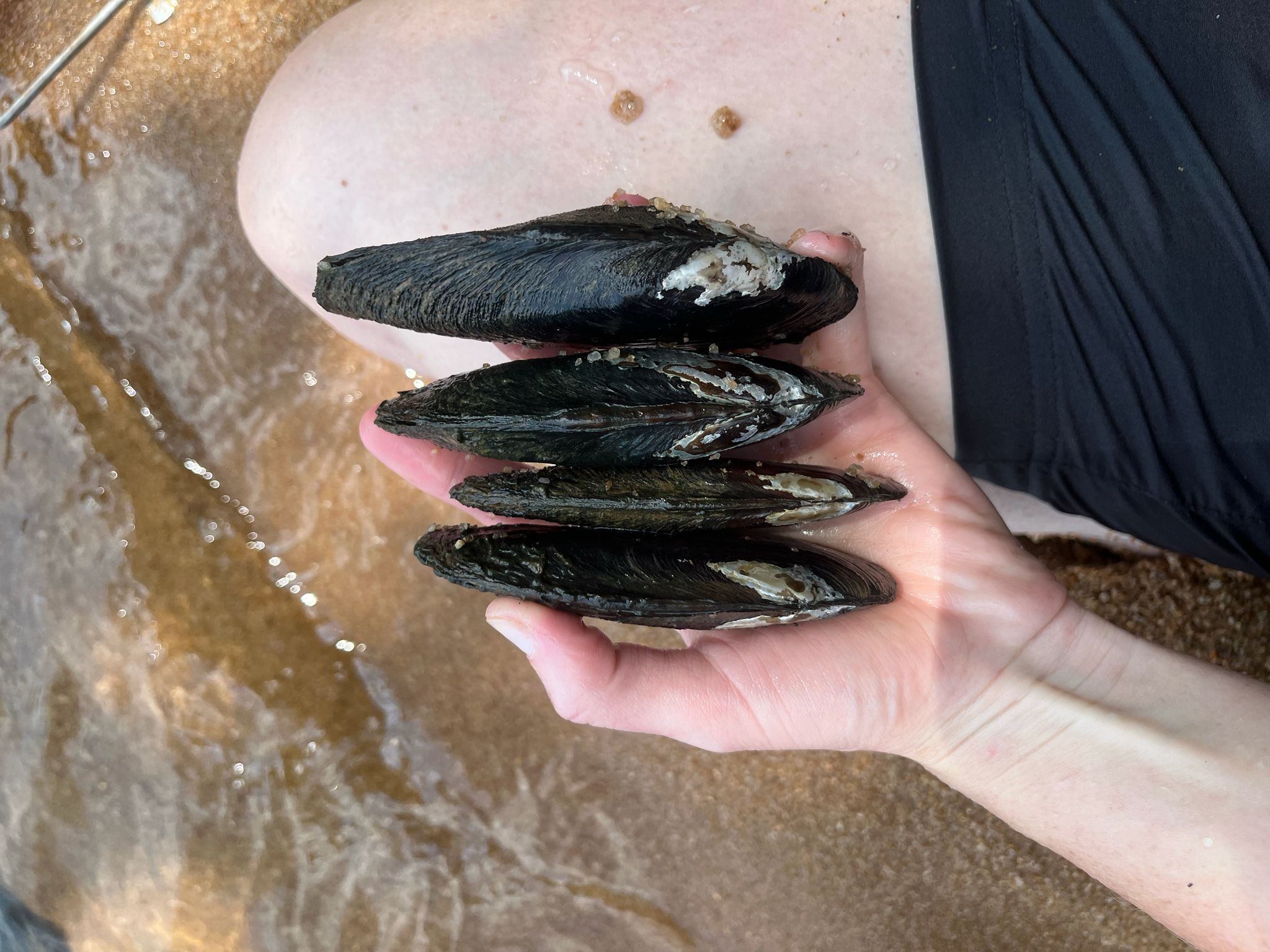 gbif image for Elliptio folliculata