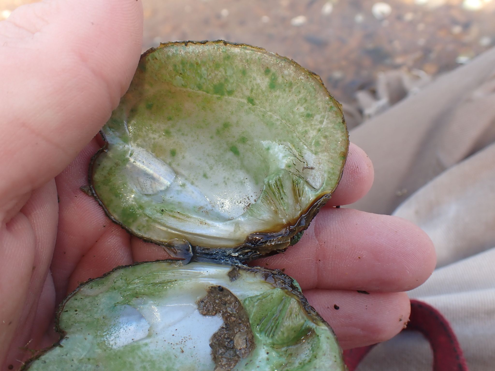 gbif image for Quadrula intermedia