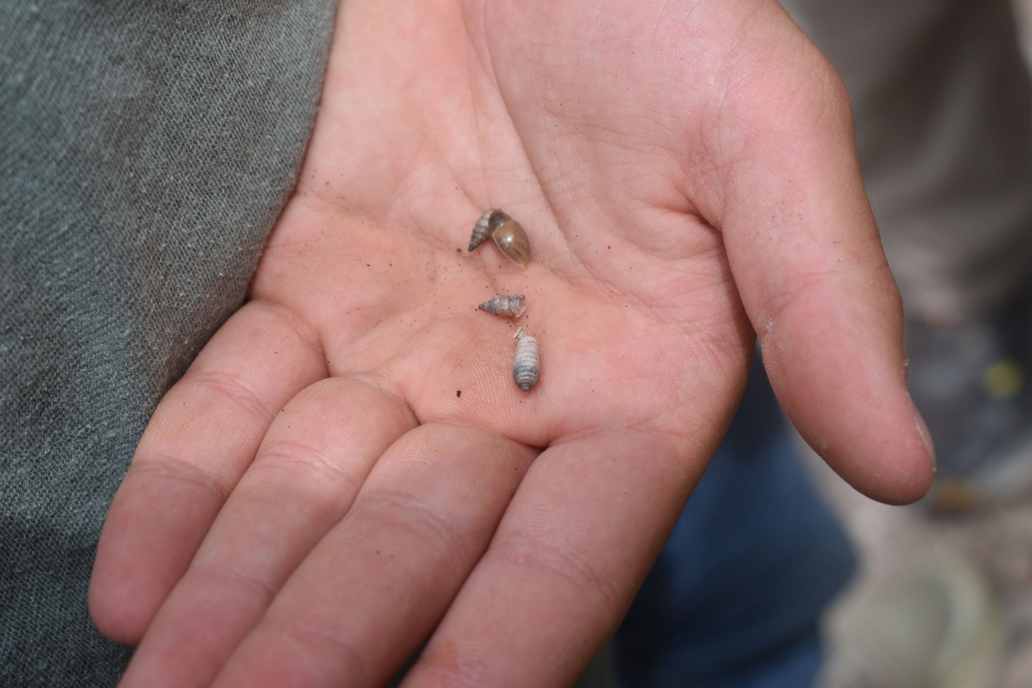 gbif image for Microceramus texanus