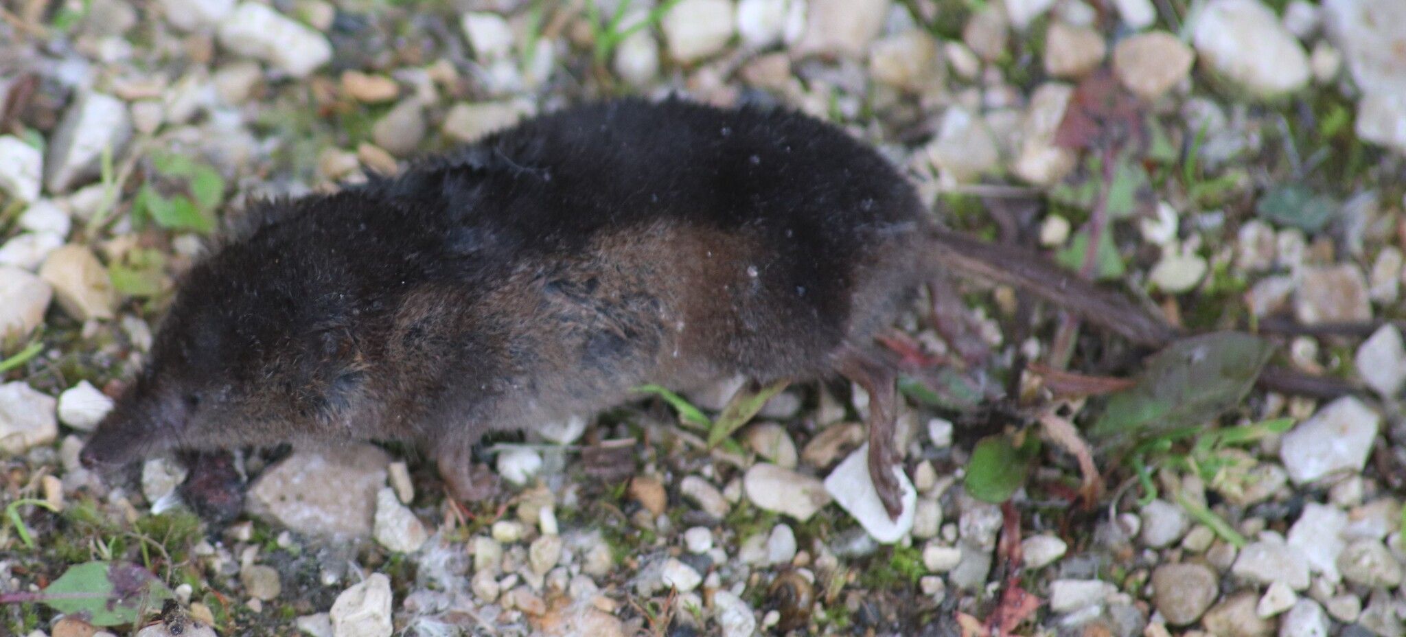 gbif image for Sorex arcticus