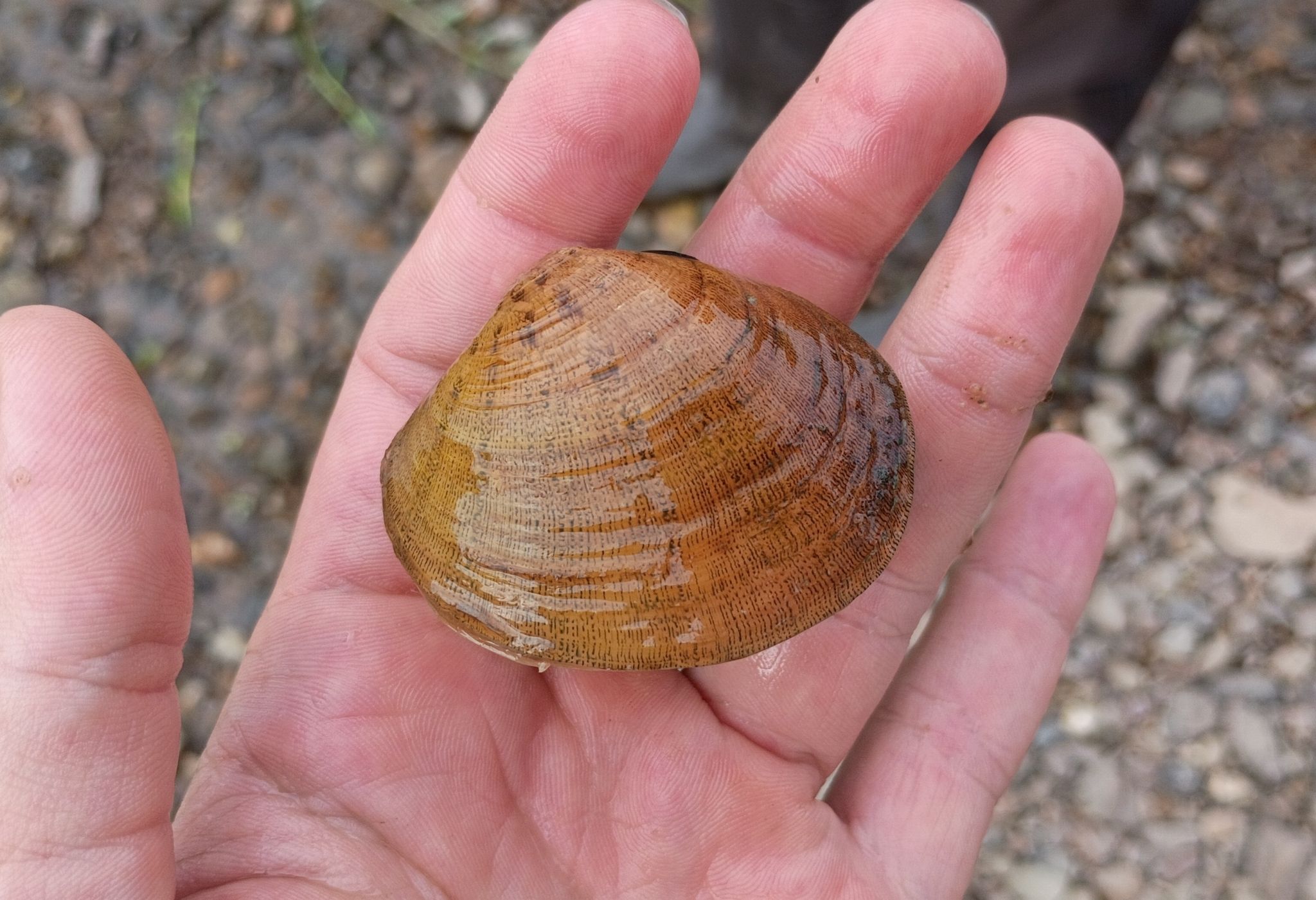 gbif image for Dromus dromas