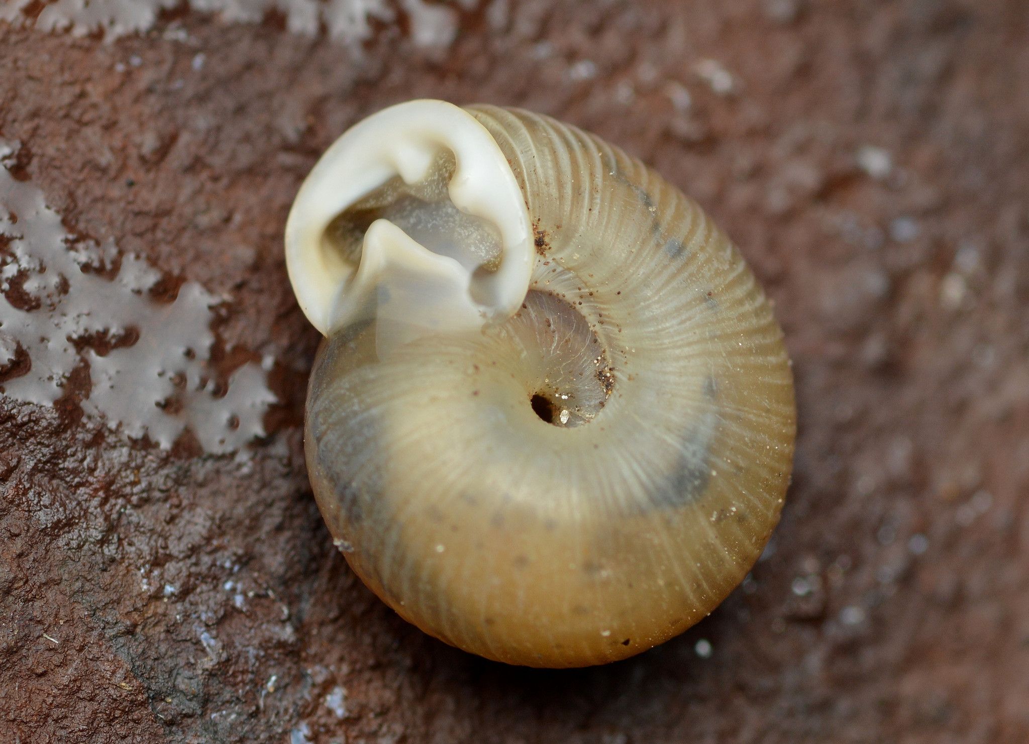 gbif image for Daedalochila mooreana