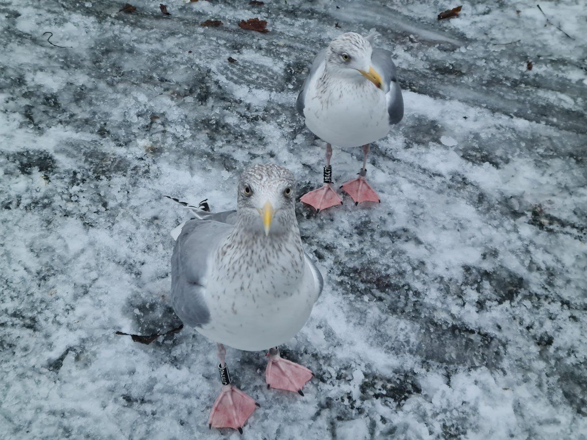 gbif image for Larus argentatus